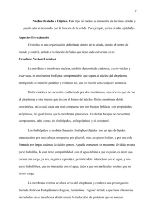 7
Núcleo Ovalado o Elíptico. Este tipo de núcleo se encuentra en diversas células y
puede estar relacionado con la función de la célula. Por ejemplo, en las células epiteliales.
Aspectos Estructurales
El núcleo es una organización delimitada dentro de la célula, siendo el centro de
mando y control, debido a la función definida que tiene cada estructura en él.
Envoltura Nuclear/Carioteca
La envoltura o membrana nuclear, también denominada carioteca, cario=núcleo y
teca=casa, es una barrera biológica semipermeable que separa al núcleo del citoplasma
protegiendo al material genético y evitando así, que se mezcle con cualquier sustancia.
Dicha carioteca se encuentra conformada por dos membranas, una externa que da con
el citoplasma y otra interna que da con el hímen del núcleo. Dicha membrana doble
concéntrica, en la cual, cada una está compuesta por dos bicapas lipídicas con propiedades
anfipáticas, de igual forma que la membrana plasmática. En dichas bicapas se encuentran
componentes, tales como, los fosfolípidos, esfingolípidos y el colesterol.
Los fosfolípidos o también llamados fosfoglicerolípidos son un tipo de lípidos
estructurados por una cabeza compuesta por glicerol, más, un grupo fosfato, y por una cola
formada por largas cadenas de ácidos grasos. Aquella estructura se encuentra dividida en una
parte hidrofilia, la cual tiene compatibilidad con el agua debido a que es polar, es decir que,
cuenta con carga, ya sea, negativa o positiva, permitiéndole interactuar con el agua; y una
parte hidrofóbica, que no interactúa con el agua, dado a que son moléculas neutras que no
tienen carga.
La membrana externa se ubica cerca del citoplasma y conlleva una prolongación
llamada Retículo Endoplásmico Rugoso, llamándose ‘rugoso’ debido a que tiene ribosomas
incrustados en su membrana donde ocurre la traducción de proteínas que se asocian.
 
