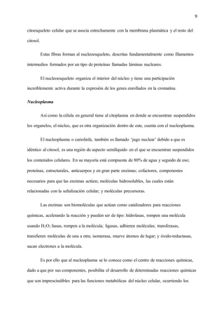 9
citoesqueleto celular que se asocia estrechamente con la membrana plasmática y el resto del
citosol.
Estas fibras forman al nucleoesqueleto, descritas fundamentalmente como filamentos
intermedios formados por un tipo de proteínas llamadas láminas nucleares.
El nucleoesqueleto organiza el interior del núcleo y tiene una participación
increíblemente activa durante la expresión de los genes enrollados en la cromatina.
Nucleoplasma
Así como la célula en general tiene al citoplasma en donde se encuentran suspendidos
los organelos, el núcleo, que es otra organización dentro de este, cuenta con el nucleoplasma.
El nucleoplasma o cariolinfa, también es llamado ‘jugo nuclear’ debido a que es
idéntico al citosol, es una región de aspecto semilíquido en el que se encuentran suspendidos
los contenidos celulares. En su mayoría está compuesta de 80% de agua y seguido de eso;
proteínas, estructurales, anticuerpos y en gran parte enzimas; cofactores, componentes
necesarios para que las enzimas actúen; moléculas hidrosolubles, las cuales están
relacionadas con la señalización celular; y moléculas precursoras.
Las enzimas son biomoléculas que actúan como catalizadores para reacciones
químicas, acelerando la reacción y pueden ser de tipo: hidrolasas, rompen una molécula
usando H2O; liasas, rompen a la molécula; ligasas, adhieren moléculas; transferasas,
transfieren moléculas de una a otra; isomerasa, mueve átomos de lugar; y óxido-reductasas,
sacan electrones a la molécula.
Es por ello que al nucleoplasma se lo conoce como el centro de reacciones químicas,
dado a que por sus componentes, posibilita el desarrollo de determinadas reacciones químicas
que son imprescindibles para las funciones metabólicas del núcleo celular, ocurriendo los
 