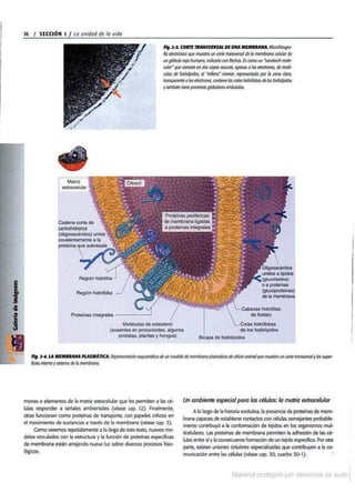  Biologia-7ma-ed-cap-2