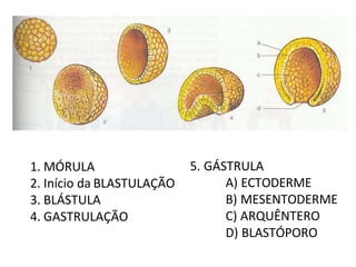 1. MÓRULA
2. Início da BLASTULAÇÃO
3. BLÁSTULA
4. GASTRULAÇÃO
5. GÁSTRULA
A) ECTODERME
B) MESENTODERME
C) ARQUÊNTERO
D) BLASTÓPORO
 