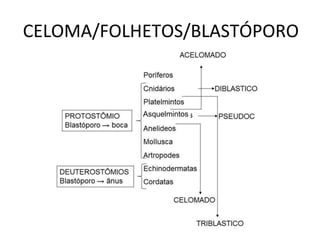CELOMA/FOLHETOS/BLASTÓPORO
Asquelmintos
 