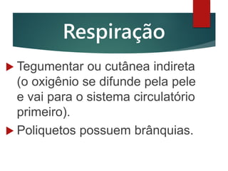  Tegumentar ou cutânea indireta
(o oxigênio se difunde pela pele
e vai para o sistema circulatório
primeiro).
Poliquetos possuem brânquias.
Respiração