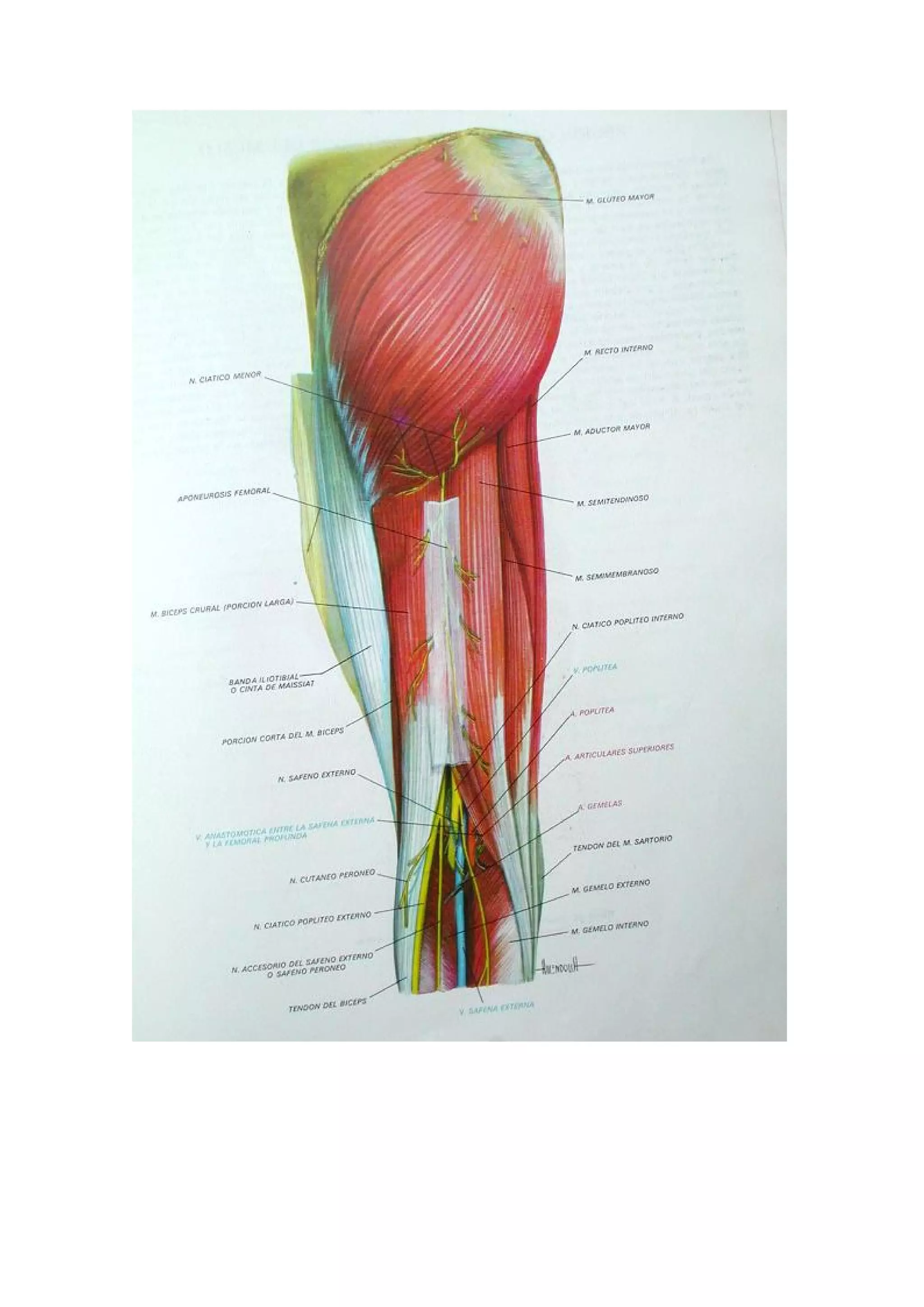 Humana 9 Biologia Atlas De Anatomia Humana Laminas Anatomia Y Fisiologia Humana