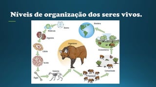 Níveis de organização dos seres vivos.
 