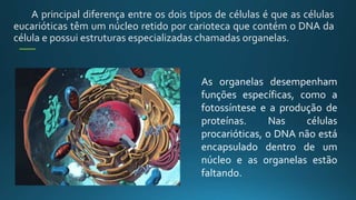 A principal diferença entre os dois tipos de células é que as células
eucarióticas têm um núcleo retido por carioteca que contém o DNA da
célula e possui estruturas especializadas chamadas organelas.
As organelas desempenham
funções específicas, como a
fotossíntese e a produção de
proteínas. Nas células
procarióticas, o DNA não está
encapsulado dentro de um
núcleo e as organelas estão
faltando.
 