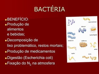 BACTÉRIA
■BENEFÍCIO:
■Produção de
alimentos
e bebidas;
■Decomposição de
lixo problemático, restos mortais;
■Produção de medicamentos
■Digestão (Escherichia coli)
■Fixação do N2 na atmosfera
 
