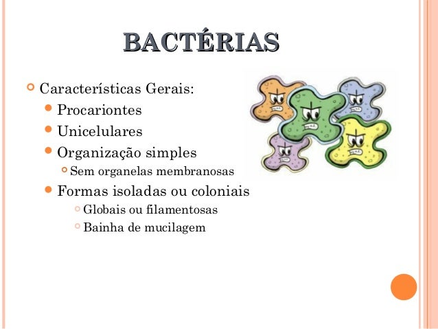 Biologia bactérias