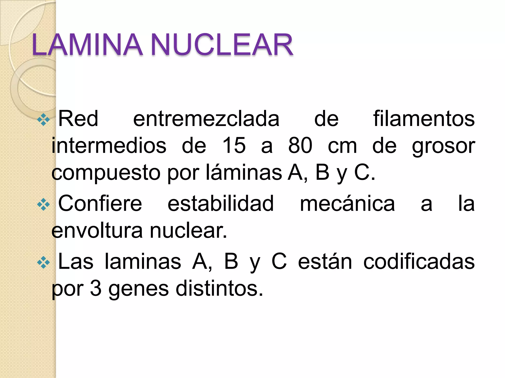 LAMINA NUCLEAR
Red
entremezclada
de
filamentos
intermedios de 15 a 80 cm de grosor
compuesto por láminas A, B y C.
Confiere estabilidad mecánica a la
envoltura nuclear.
Las laminas A, B y C están codificadas
por 3 genes distintos.
