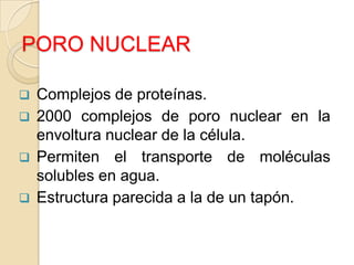 PORO NUCLEAR





Complejos de proteínas.
2000 complejos de poro nuclear en la
envoltura nuclear de la célula.
Permiten el transporte de moléculas
solubles en agua.
Estructura parecida a la de un tapón.

 