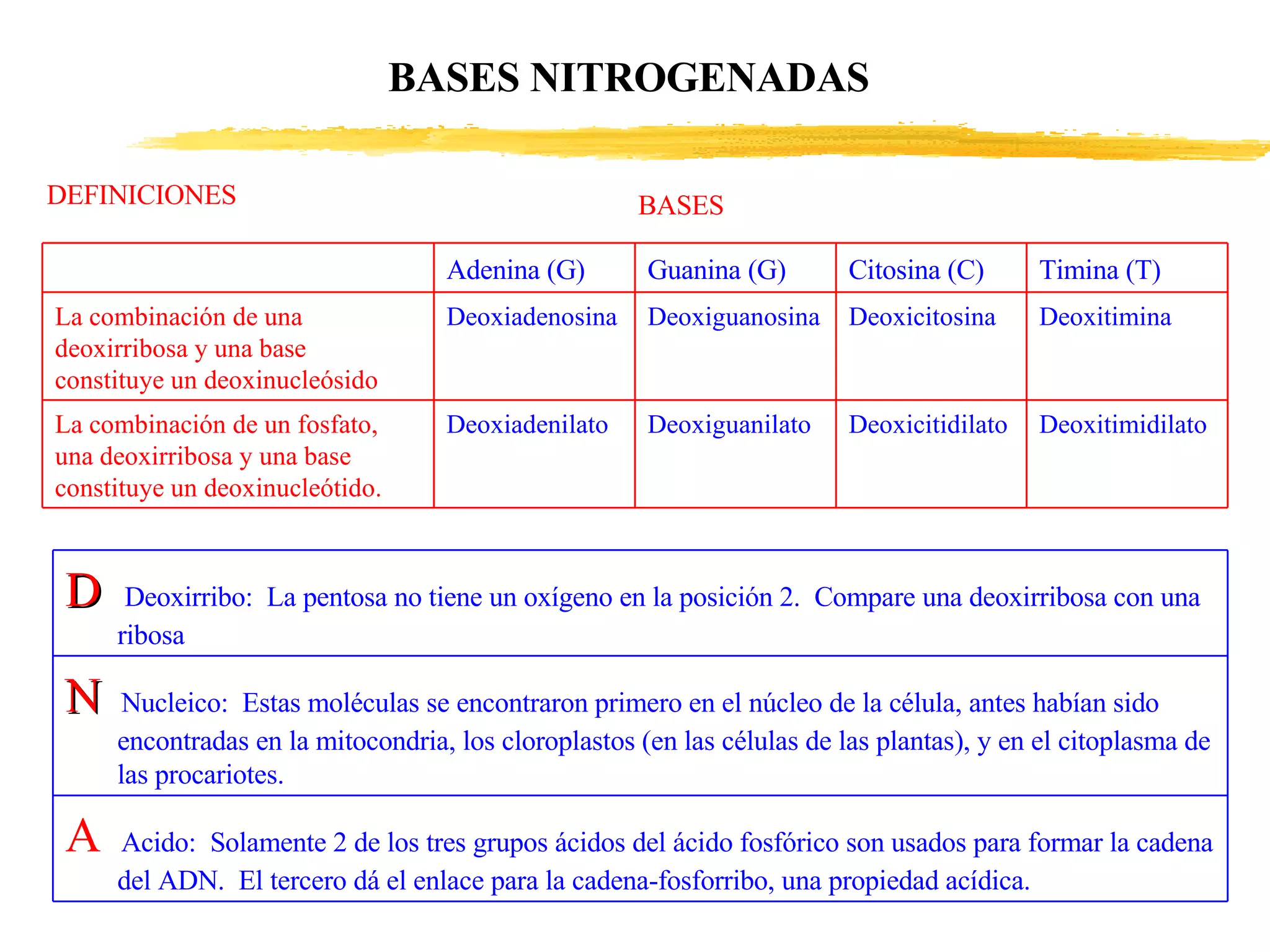 DEFINICIONES BASES BASES NITROGENADAS Deoxitimidilato Deoxicitidilato Deoxiguanilato Deoxiadenilato La combinación de un fosfato, una deoxirribosa y una base constituye un deoxinucleótido. Deoxitimina Deoxicitosina Deoxiguanosina Deoxiadenosina La combinación de una deoxirribosa y una base constituye un deoxinucleósido Timina (T) Citosina (C) Guanina (G) Adenina (G) A   Acido:  Solamente 2 de los tres grupos ácidos del ácido fosfórico son usados para formar la cadena del ADN.  El tercero dá el enlace para la cadena-fosforribo, una propiedad acídica. N   Nucleico:  Estas moléculas se encontraron primero en el núcleo de la célula, antes habían sido encontradas en la mitocondria, los cloroplastos (en las células de las plantas), y en el citoplasma de las procariotes. D   Deoxirribo:  La pentosa no tiene un oxígeno en la posición 2.  Compare una deoxirribosa con una ribosa 