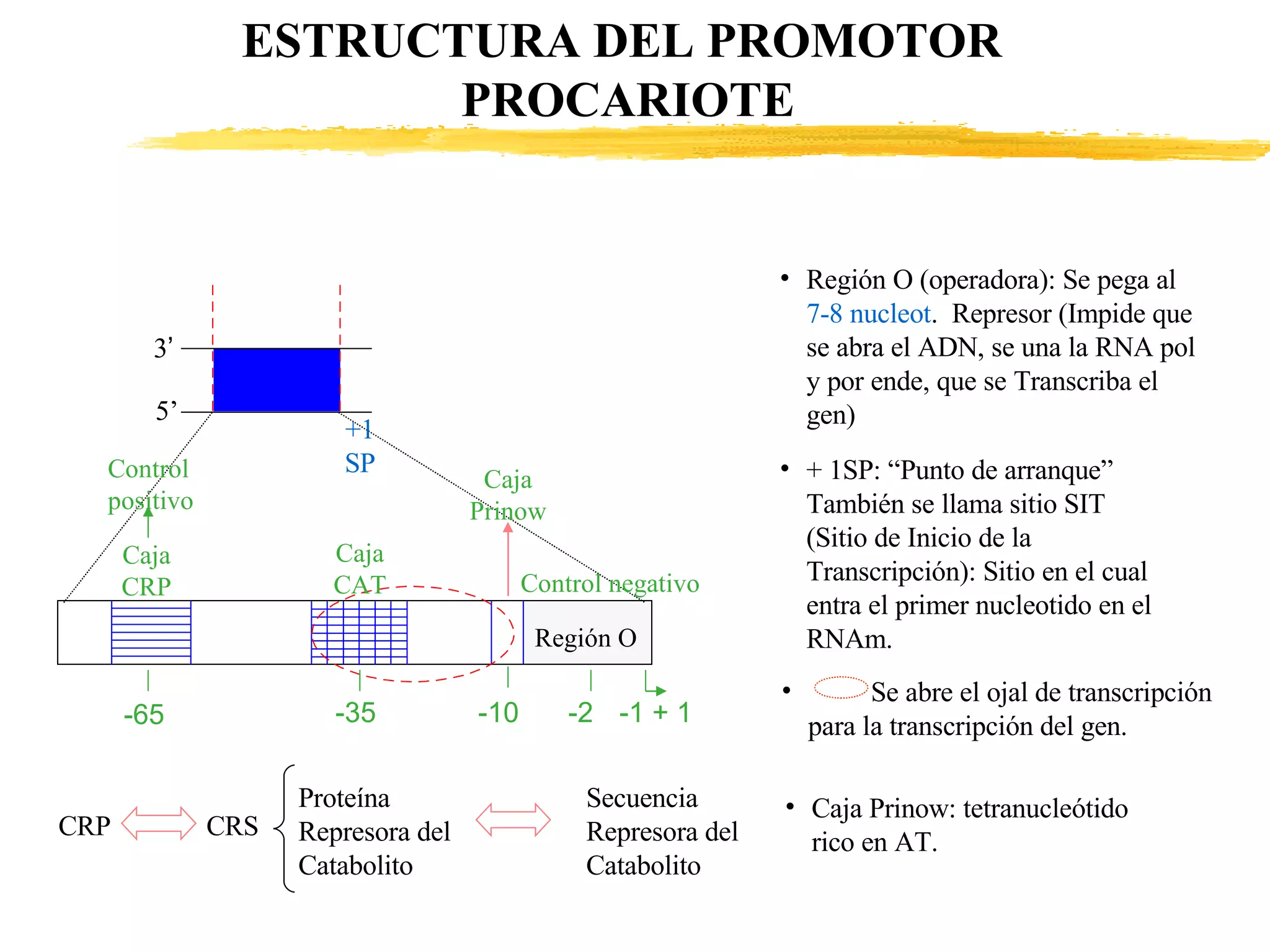 ESTRUCTURA DEL PROMOTOR  PROCARIOTE 3 ’ 5’ Control positivo CajaCRP CajaCAT Control negativo Caja Prinow +1 SP -65 -35 -10 -2 -1 + 1 CRP    CRS Proteína Represora del Catabolito Región O (operadora): Se pega al  7-8 nucleot .  Represor (Impide que se abra el ADN, se una la RNA pol y por ende, que se Transcriba el gen) + 1SP: “Punto de arranque” También se llama sitio SIT (Sitio de Inicio de la Transcripción): Sitio en el cual entra el primer nucleotido en el RNAm.  Se abre el ojal de transcripción para la transcripción del gen.  Caja Prinow: tetranucleótido rico en AT.  Región O Secuencia  Represora del  Catabolito 