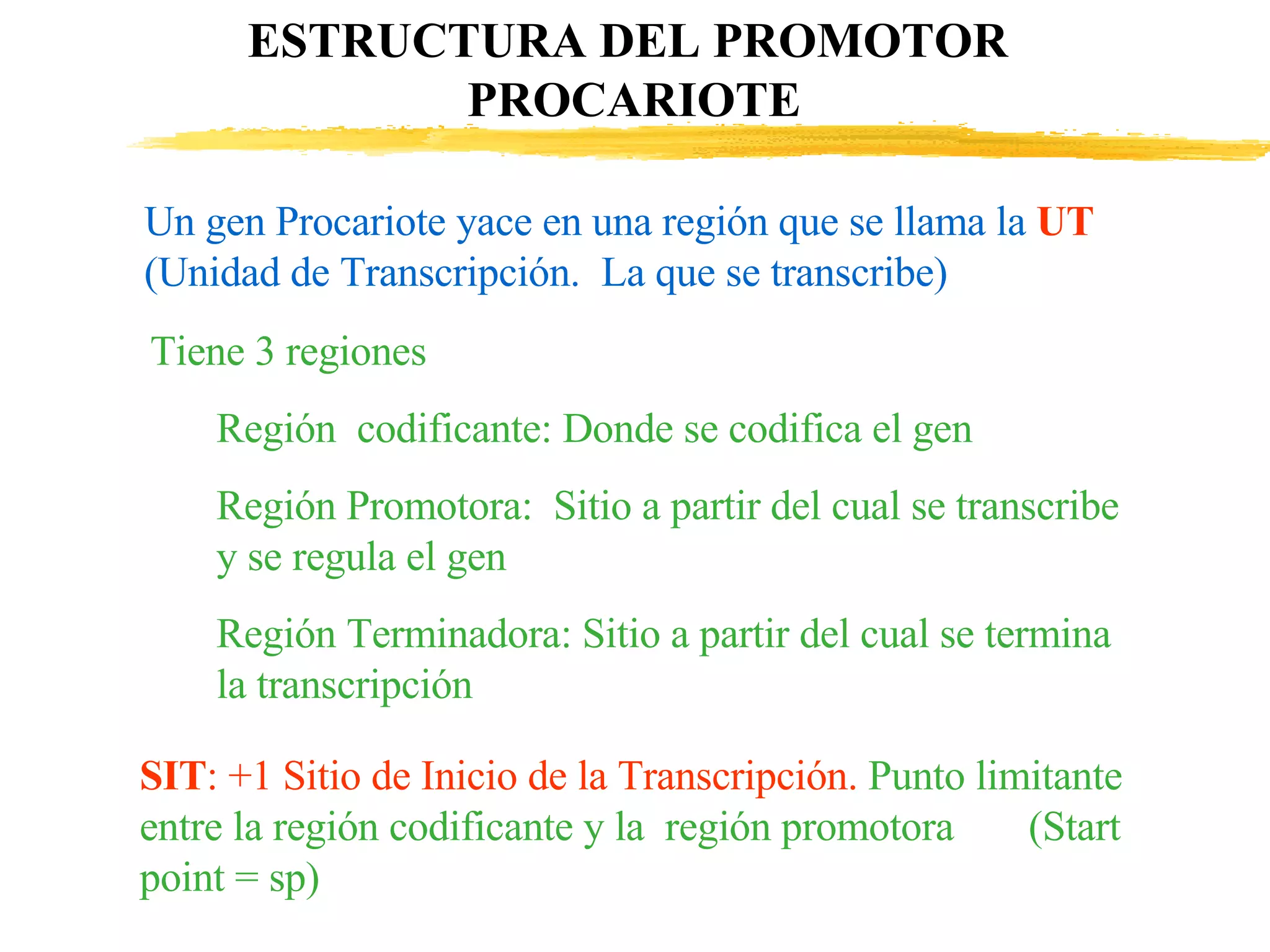 ESTRUCTURA DEL PROMOTOR  PROCARIOTE Un gen Procariote yace en una región que se llama la  UT  (Unidad de Transcripción.  La que se transcribe) Tiene 3 regiones Región  codificante: Donde se codifica el gen Región Promotora:  Sitio a partir del cual se transcribe y se regula el gen Región Terminadora: Sitio a partir del cual se termina la transcripción SIT : +1 Sitio de Inicio de la Transcripción.   Punto limitante  entre la región codificante y la  región promotora  (Start point = sp) 