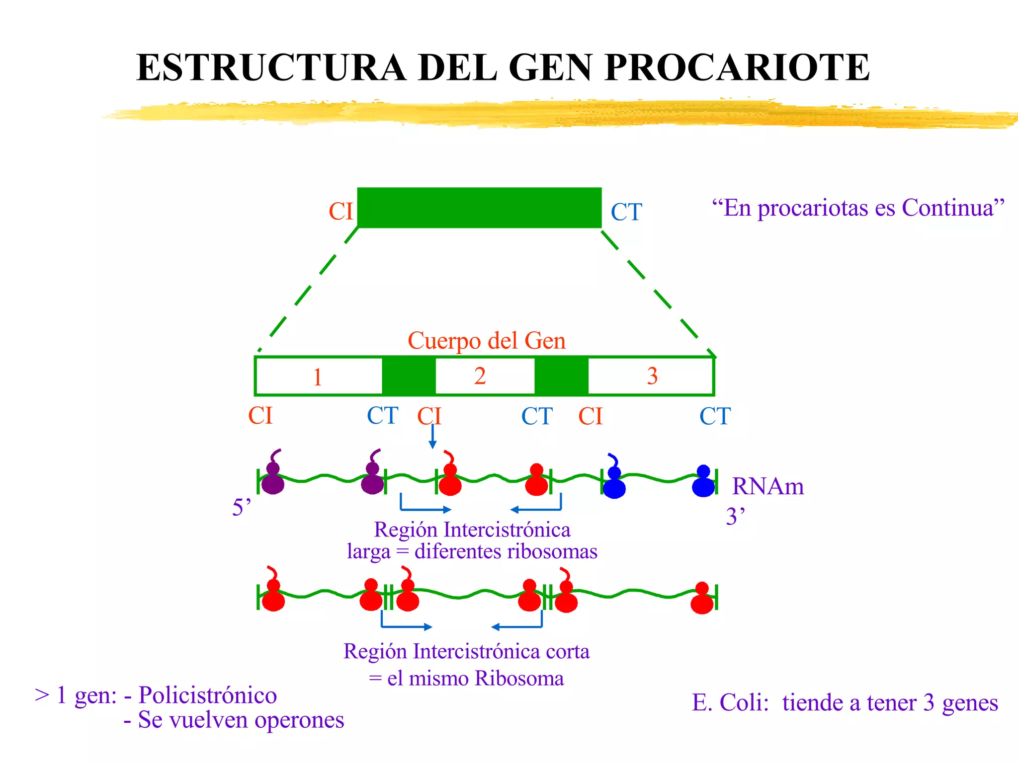 ESTRUCTURA DEL GEN PROCARIOTE CI CT Cuerpo del Gen CI CI CI CT CT CT Región Intercistrónica larga = diferentes ribosomas Región Intercistrónica corta = el mismo Ribosoma > 1 gen: - Policistrónico - Se vuelven operones E. Coli:  tiende a tener 3 genes “ En procariotas es Continua” 5’ 3’ RNAm 2 1 3 