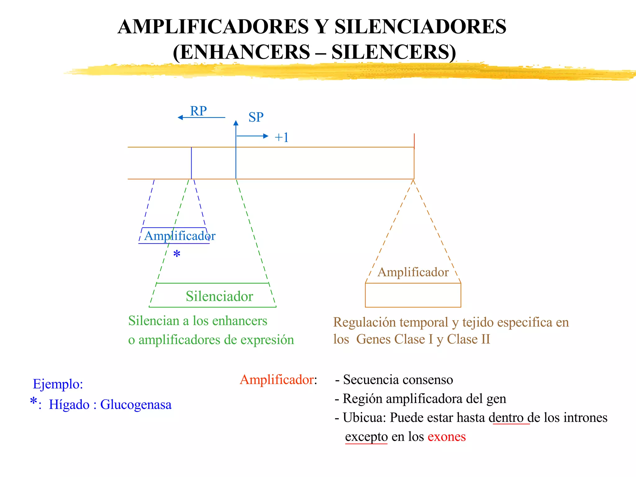 AMPLIFICADORES Y SILENCIADORES  (ENHANCERS – SILENCERS) Amplificador Silenciador Amplificador Silencian a los enhancers o amplificadores de expresión Regulación temporal y tejido especifica en los  Genes Clase I y Clase II RP SP +1 Amplificador :  - Secuencia consenso   - Región amplificadora del gen   - Ubicua: Puede estar hasta dentro de los intrones   excepto en los  exones   Ejemplo: * :  Hígado : Glucogenasa * 