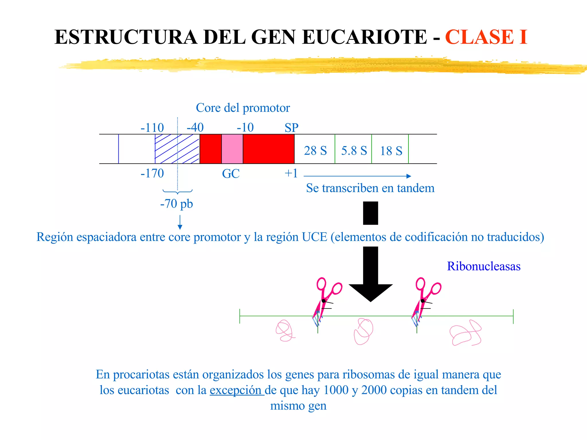 -110 -40 -10 SP Core del promotor -170 GC -70 pb Región espaciadora entre core promotor y la región UCE (elementos de codificación no traducidos) Se transcriben en tandem En procariotas están organizados los genes para ribosomas de igual manera que los eucariotas  con la  excepción  de que hay 1000 y 2000 copias en tandem del mismo gen 28 S 5.8 S 18 S Ribonucleasas ESTRUCTURA DEL GEN EUCARIOTE -  CLASE I +1 
