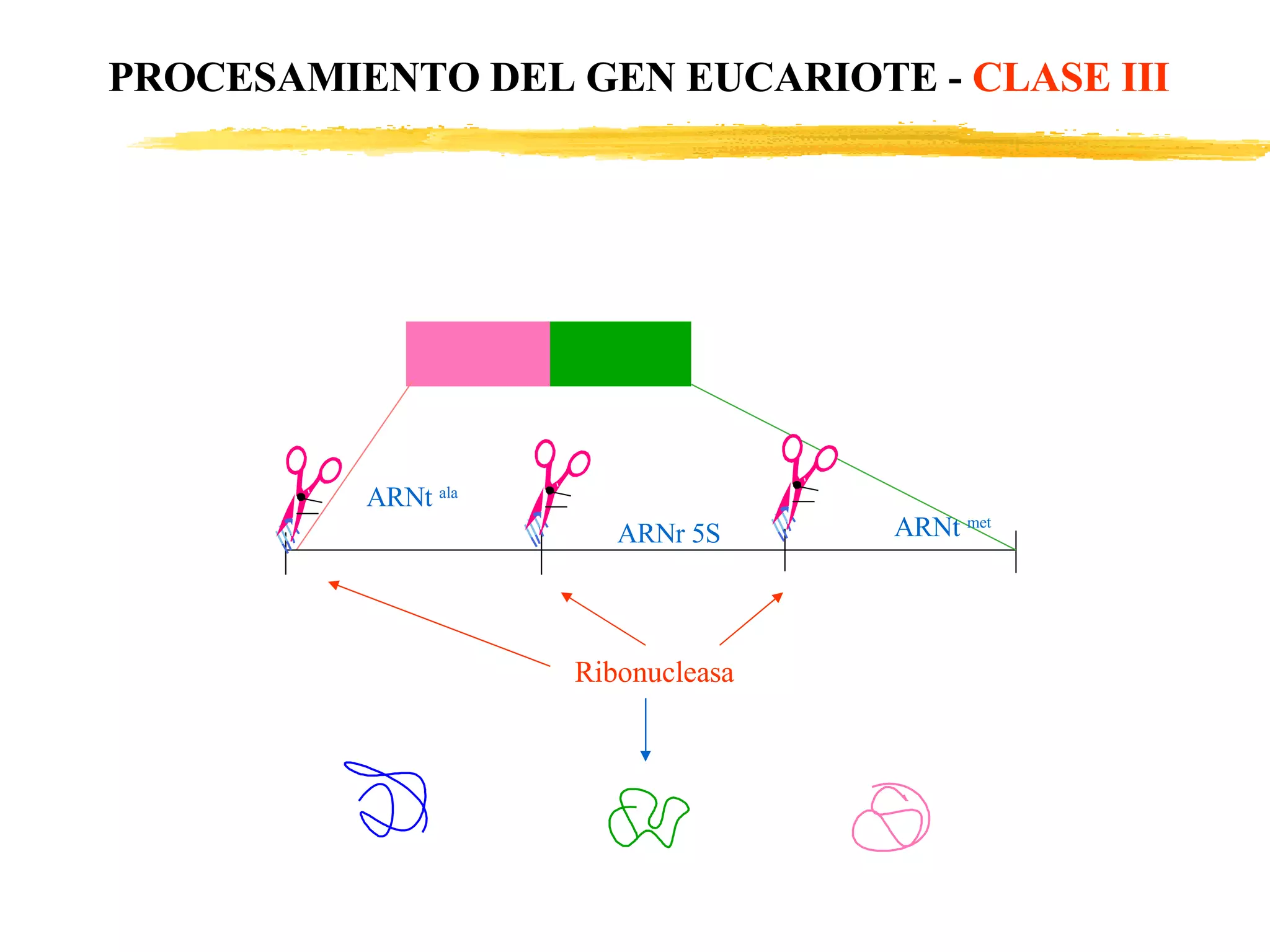 PROCESAMIENTO DEL GEN EUCARIOTE -  CLASE III ARNt  ala ARNr 5S ARNt  met Ribonucleasa 
