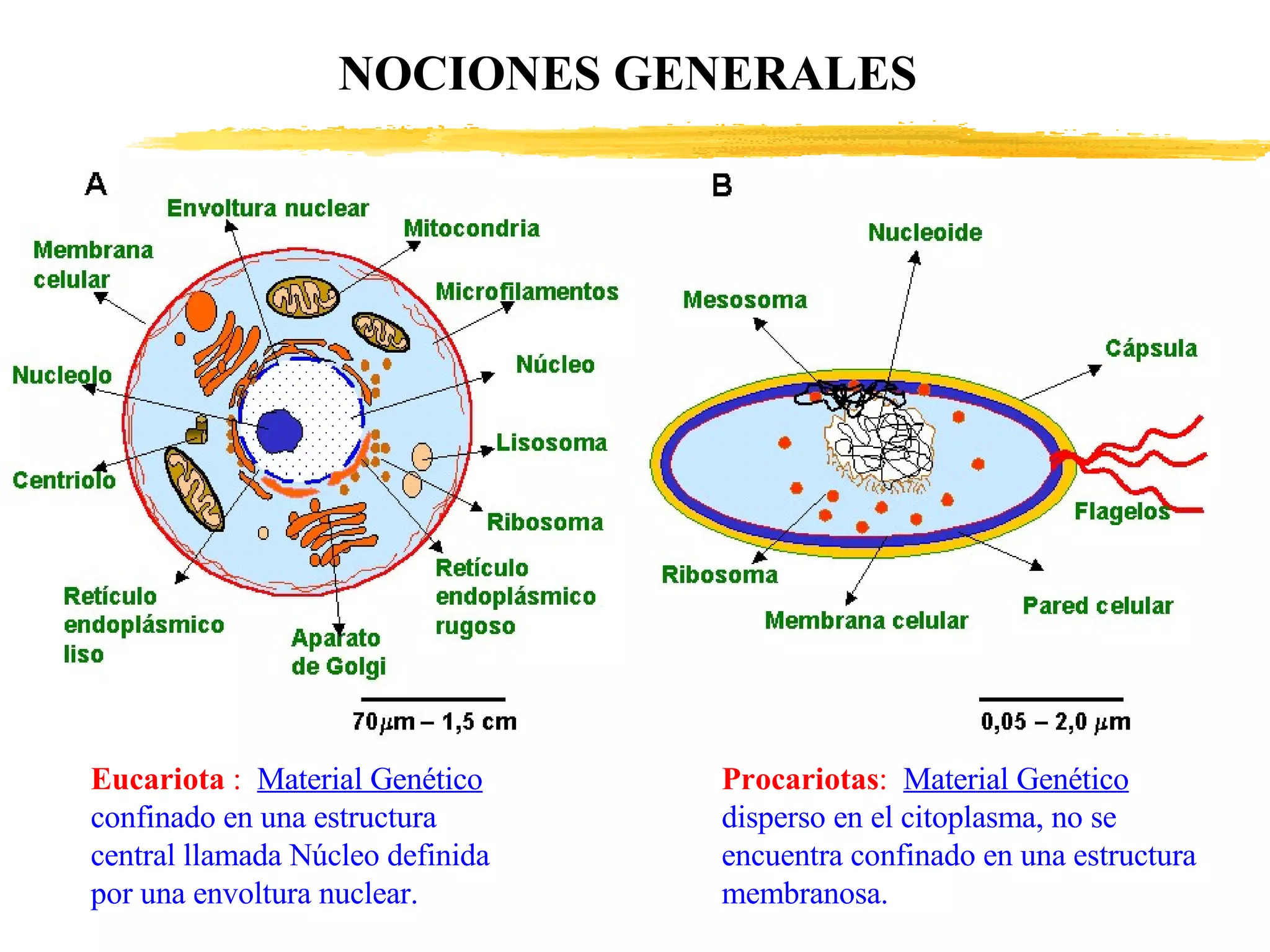 NOCIONES GENERALES Eucariota  :   Material Genético confinado en una estructura central llamada Núcleo definida por una envoltura nuclear. Procariotas :   Material Genético  disperso en el citoplasma, no se encuentra confinado en una estructura membranosa. 