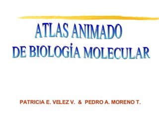 ATLAS ANIMADO DE BIOLOGÍA MOLECULAR  PATRICIA E. VELEZ V.  &  PEDRO A. MORENO T. 