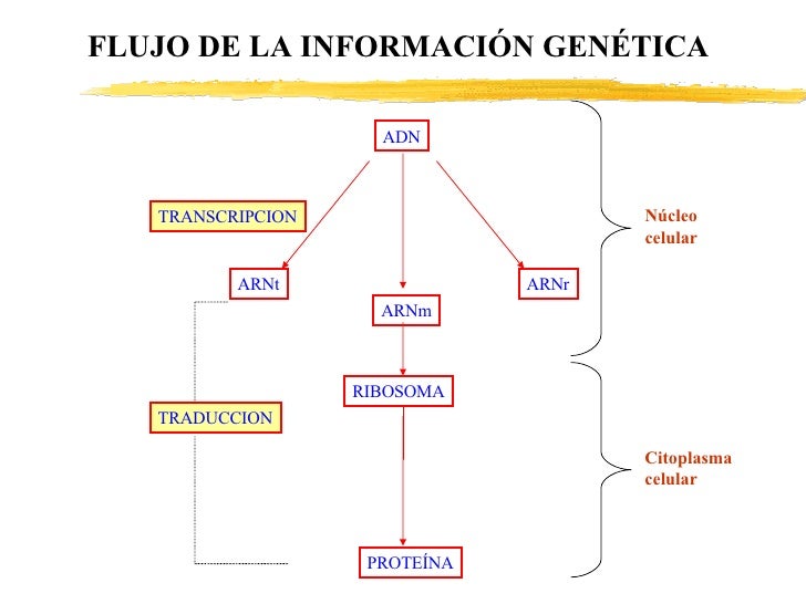 Diagrama De Flujo Biologia Choice Image - How To Guide And 