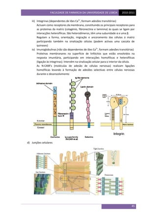 FACULDADE DE FARMÁCIA DA UNIVERSIDADE DE LISBOA 2010-2011
45
iii) Integrinas (dependentes de iões Ca2+
, formam adesões tr...