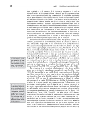 más estudiado es el de los genes de la globina en humano, en el cual, un
grupo de genes se expresan en tiempo y espacio por elementos de regula-
ción situados a gran distancia. De los elementos de regulación a distancia
surge la pregunta que cómo pueden ser funcionales y cómo pueden influir
en la expresión diferencial de un gen. De lo anterior, se presenta una de las
hipótesis más aceptadas, aunque, a la fecha, son pocas las evidencias expe-
rimentales que apoyan a la misma. Esta hipótesis propone que los sitios de
hipersensibilidad que pueden tener funciones reguladoras tipo estimulador
o silenciador ejercen su acción sobre el promotor del gen a regular, median-
te la formación de asas cromatinianas, es decir, mediante la generación de
estructuras tridimensionales que acercan estos elementos de regulación lo-
calizados a distancia con los promotores individuales, y mediante un juego,
o mejor dicho, una combinación de factores de transcripción, se pueda re-
gular de manera específica la expresión del gen en cuestión.
Los cromosomas representan las estructuras más grandes, visibles físi-
camente, que contienen la información genética de una célula. Una de las
más interesantes propiedades de los cromosomas es la compactación del
DNA en células de origen eucarionte antes de su división. Se sabe que el ge-
noma humano, por ejemplo, está constituido por 3,300 millones de pares de
bases, comprendidos en alrededor de 2 metros lineales de DNA. De lo ante-
rior surge la pregunta: ¿Cómo es posible que un gen pueda ser accesible a
la maquinaria transcripcional, es decir, que la cromatina pueda compactar-
se y descompactarse de manera regulada, en el momento apropiado, a lo
largo de la vida de una célula? Hoy en día, el control de la expresión genética
no puede entenderse si no se toma en cuenta el contexto cromosómico y
nuclear de una célula. Existen evidencias bioquímicas y genéticas que indi-
can que la estructura de la cromatina desempeña un papel activo en la
transcripción (Felsenfeld, 1996; Lemon y Tjian 2000; West y cols., 2002).
La estructura de la cromatina relacionada con estos genes también
posee una organización regulada de manera tejido-específica (Van Holde,
1989). En la actualidad se han podido definir experimentalmente dominios
genéticos, compuestos por unos o varios genes, que son transcripcional-
mente activos. Esto se ha definido mediante la accesibilidad y sensibilidad
al corte del DNA, por parte de endonucleasas como la DNasa I, lo cual su-
giere que en dicha región del DNA existe accesibilidad derivada de una es-
tructura de la cromatina más laxa o descompactada. De lo anterior, junto
con evidencias citológicas, surge la idea de que el genoma eucarionte se
encuentra organizado en dominios activos e inactivos transcripcionalmen-
te, definidos los primeros como regiones de eucromatina, mientras que los
segundos son conocidos como zonas de heterocromatina (Van Holde, 1989;
Levy-Wilson y Fortier, 1989; Felsenfeld, 1996; West y cols., 2002). Resulta
relevante señalar que la regulación de los episodios relacionados con la des-
compactación de la cromatina deben ser los primeros procesos que van a
determinar que un factor o un grupo de factores transcripcionales puedan
de manera específica interactuar con sus secuencias blanco en el DNA e in-
fluir en la expresión transcripcional del gen que va a ser regulado. Por lo
tanto, la estructuración del DNA en cromatina puede claramente ser consi-
derada como un mecanismo fino de regulación, previo al proceso transcrip-
64 PARTE I MOLÉCULAS INFORMACIONALES
El control de la expre-
sión genética no pue-
de entenderse si no se
toma en cuenta el con-
texto cromosómico y
nuclear de una célula.
El genoma eucarionte
se encuentra organiza-
do en dominios activos
e inactivos transcrip-
cionalmente, definidos
los primeros como re-
giones de eucroma-
tina, mientras que los
segundos son conoci-
dos como zonas de he-
terocromatina.
 