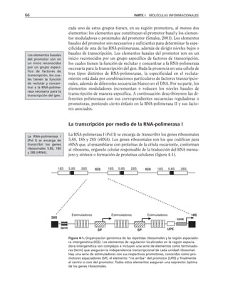 cada uno de estos grupos tienen, en su región promotora, al menos dos
elementos: los elementos que constituyen el promotor basal y los elemen-
tos moduladores o proximales del promotor (Smales, 2001). Los elementos
basales del promotor son necesarios y suficientes para determinar la espe-
cificidad de una de las RNA-polimerasas, además de dirigir niveles bajos o
basales de transcripción. Los elementos basales del promotor son en un
inicio reconocidos por un grupo específico de factores de transcripción,
los cuales tienen la función de reclutar y concentrar a la RNA-polimerasa
necesaria para la transcripción del gen. Dada la presencia en una célula de
tres tipos distintos de RNA-polimerasas, la especificidad en el recluta-
miento está dada por combinaciones particulares de factores transcripcio-
nales, además de diferentes secuencias blanco en el DNA. Por su parte, los
elementos moduladores incrementan o reducen los niveles basales de
transcripción de manera específica. A continuación describiremos las di-
ferentes polimerasas con sus correspondientes secuencias reguladoras o
promotoras, poniendo cierto énfasis en la RNA-polimerasa II y sus facto-
res asociados.
La transcripción por medio de la RNA-polimerasa I
La RNA-polimerasa I (Pol I) se encarga de transcribir los genes ribosomales
5.8S, 18S y 28S (rRNA). Los genes ribosomales son los que codifican para
rRNA que, al ensamblarse con proteínas de la célula eucarionte, conforman
al ribosoma, organelo celular responsable de la traducción del RNA mensa-
jero y síntesis o formación de proteínas celulares (figura 4-1).
66 PARTE I MOLÉCULAS INFORMACIONALES
Figura 4-1. Organización genómica de las repetidas ribosomales y la región espaciado-
ra intergenética (IGS). Los elementos de regulación localizados en la región espacia-
dora intergenética son complejos e incluyen una serie de elementos como terminado-
res (term) que aseguran la independencia transcripcional de cada unidad ribosomal.
Hay una serie de estimuladores con sus respectivos promotores, conocidos como pro-
motores espaciadores (SP), el elemento “río arriba” del promotor (UPE) y finalmente
el centro o core del promotor. Todos estos elementos aseguran una expresión óptima
de los genes ribosomales.
18S 5.8S 28S 18S 5.8S 28S 18S 5.8S 28S
IGS IGS
Estimuladores Estimuladores Estimuladores
term
SP SP UPE
core
18S
28S
Los elementos basales
del promotor son en
un inicio reconocidos
por un grupo especí-
fico de factores de
transcripción, los cua-
les tienen la función
de reclutar y concen-
trar a la RNA-polime-
rasa necesaria para la
transcripción del gen.
La RNA-polimerasa I
(Pol I) se encarga de
transcribir los genes
ribosomales 5.8S, 18S
y 28S (rRNA).
 