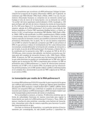 Los promotores que reconocen a la RNA-polimerasa I dirigen la trans-
cripción de la mayoría de los genes ribosomales (rRNA); por lo general, no
contienen caja TATA (Roeder 1992; Paule y White, 2000). A su vez, los pro-
motores ribosomales humanos se componen de un elemento central que
traslapa el sitio de inicio de la transcripción y de un elemento de control
“río arriba” del inicio (upstream control element o UCE), localizado a –100
pares de bases (pb) del sitio de inicio y fomenta los niveles de transcripción
de 10 a 100 veces (figura 4-1). La transcripción de estos genes ribosomales
requiere, además de la RNA-polimerasa I, de la acción concertada de dos
factores peptídicos: el factor UBF (upstream binding factor) y el factor se-
lectivo 1 o SL1, el cual incluye a la proteína TBP (Roeder, 1992; Paule y Whi-
te, 2000). UBF ha sido purificado y su DNA complementario (DNAc) aislado
y caracterizado, tanto en humano como en Xenopus. Este factor se une de
manera específica al elemento central, pero también al elemento UCE de los
promotores ribosomales. Por su parte, SL1 se une de manera cooperativa
con el UBF. Lo anterior ha dado pie a proponer que UBF se une primero al
DNA, lo que provoca o induce el reclutamiento de SL1: estas interacciones
incrementan considerablemente la formación del complejo de iniciación y,
por lo tanto, la acción de la RNA-polimerasa I. En humano, el factor SL1 es-
tá constituido por la asociación entre TBP y un grupo de TAF de 48, 63 y
110 kDa que, como veremos más adelante, son factores accesorios que for-
man parte del complejo de iniciación (Comai y cols., 1992; Paule y White,
2000). Al parecer, las TAF son esenciales para las funciones del factor SL1,
ya que estas funciones no pueden ser reemplazadas por la TBP sola. Aquí se
sugiere que la asociación SL1-TAF es importante para reclutar a la TBP en
promotores para la RNA-polimerasa I, a través de interacciones proteína-
proteína con el UBF y con el mismo DNA. Se propone que las interaccio-
nes proteína-proteína con el UBF pueden inducir cambios conformacionales
en el complejo SL1, favoreciendo la acción de TBP o alguna de las TAF, pa-
ra así unirse al DNA.
La transcripción por medio de la RNA-polimerasa II
La enzima RNA-polimerasa II (Pol II) transcribe la gran mayoría de los genes
que codifican para proteínas celulares, al igual que algunos genes denomina-
dos pequeños RNA nucleares o small nuclear RNA o snRNA o pRNAn. Estos
últimos son pequeños RNA que conforman el complejo de procesamiento
necesario para madurar un RNA premensajero a RNA mensajero maduro que
serán transportados posteriormente del núcleo al citoplasma.
En la actualidad se conocen, al menos, 70 diferentes proteínas que en
forma de subunidades funcionan de manera concertada para regular la
transcripción por parte de la RNA-polimerasa II (Lemon y Tjian, 2000). Al
parecer, muchas de estas proteínas, conocidas como factores de transcrip-
ción, interactúan entre ellas de manera específica para favorecer la activi-
dad transcripcional de un gen.
Con base en técnicas de bioquímica, y en particular gracias al fraccio-
namiento por cromatografía, ha sido posible purificar y copurificar los
CAPÍTULO 4 CONTROL DE LA EXPRESIÓN GENÉTICA EN EUCARIONTES 67
La transcripción de los
genes ribosomales re-
quiere, además de la
RNA-polimerasa I, de
la acción concertada
de dos factores peptí-
dicos: el factor UBF
(upstream binding fac-
tor) y el factor selec-
tivo 1 o SL1, el cual
incluye a la proteína
TBP.
La enzima RNA-poli-
merasa II (Pol II) trans-
cribe la gran mayoría
de los genes que codi-
fican para proteínas
celulares, al igual que
algunos genes de-
nominados pequeños
RNA nucleares o small
nuclear RNA o snRNA
o pRNAn.
Se conocen, al menos,
70 diferentes proteí-
nas que en forma de
subunidades funcio-
nan de manera con-
certada para regular
la transcripción por
parte de la RNA-poli-
merasa II.
 