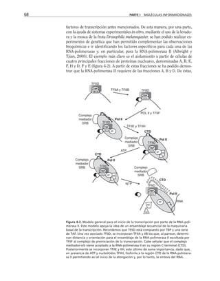 factores de transcripción antes mencionados. De esta manera, por una parte,
con la ayuda de sistemas experimentales in vitro, mediante el uso de la levadu-
ra y la mosca de la fruta Drosophila melanogaster, se han podido realizar ex-
perimentos de genética que han permitido complementar las observaciones
bioquímicas e ir identificando los factores específicos para cada una de las
RNA-polimerasas y, en particular, para la RNA-polimerasa II (Albright y
Tjian, 2000). El ejemplo más claro es el aislamiento a partir de células de
cuatro principales fracciones de proteínas nucleares, denominadas A, B, E,
F, H y D, F y E (figura 4-2). A partir de estas fracciones se ha podido demos-
trar que la RNA-polimerasa II requiere de las fracciones A, B y D. De éstas,
68 PARTE I MOLÉCULAS INFORMACIONALES
TATA
TBP
TFIID
TATA
TBP
TFIID
TATA
TBP
TFIID
TATA
TBP
TFIID
TFIID
IIE
IIH
IIF
TATA
TBP
TFIID
IIE
IIH
IIF
IIF
IIE
IIH
P
P
P P P
P
P
P
P
P
PP
PP
P
RNA
Pol II
CTD
NTP
Pol II
CTD
Complejo
mediador
SRB
Complejo
mediador
SRB
ATP
Complejo
mediador
SRB
Pol II
CTD
Pol II
TFIIE y TFIIH
POL II y TFIIF
TFIIA y TFIIB
Complejo
mediador
SRB
IIF
TBP
TATA
Figura 4-2. Modelo general para el inicio de la transcripción por parte de la RNA-poli-
merasa II. Este modelo apoya la idea de un ensamblaje secuencial de la maquinaria
basal de la transcripción. Recordemos que TFIID está compuesto por TBP y una serie
de TAF. Una vez asociado TFIID, se incorporan TFIIA y IIB los que, al parecer, determi-
nan distancia y orientación para el ensamblaje de la RNA-polimerasa II escoltada por
TFIIF al complejo de preiniciación de la transcripción. Cabe señalar que el complejo
mediador-srb viene acoplado a la RNA-polimerasa II en su región C-terminal (CTD).
Posteriormente se incorporan TFIIE y IIH, este último de suma importancia, dado que,
en presencia de ATP y nucleótidos TFIIH, fosforila a la región CTD de la RNA-polimera-
sa II permitiendo así el inicio de la elongación y, por lo tanto, la síntesis del RNA.
 