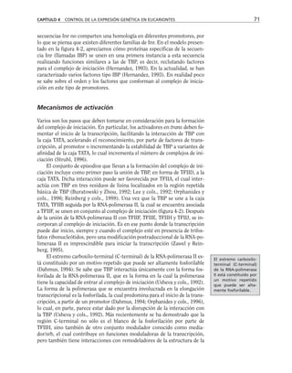 secuencias Inr no comparten una homología en diferentes promotores, por
lo que se piensa que existen diferentes familias de Inr. En el modelo presen-
tado en la figura 4-2, apreciamos cómo proteínas específicas de la secuen-
cia Inr (llamadas IBP) se unen en una primera instancia a esta secuencia
realizando funciones similares a las de TBP, es decir, reclutando factores
para el complejo de iniciación (Hernandez, 1993). En la actualidad, se han
caracterizado varios factores tipo IBP (Hernandez, 1993). En realidad poco
se sabe sobre el orden y los factores que conforman al complejo de inicia-
ción en este tipo de promotores.
Mecanismos de activación
Varios son los pasos que deben tomarse en consideración para la formación
del complejo de iniciación. En particular, los activadores en trans deben fo-
mentar el inicio de la transcripción, facilitando la interacción de TBP con
la caja TATA, acelerando el reconocimiento, por parte de factores de trans-
cripción, al promotor o incrementando la estabilidad de TBP a variantes de
afinidad de la caja TATA, lo cual incrementa el número de complejos de ini-
ciación (Struhl, 1996).
El conjunto de episodios que llevan a la formación del complejo de ini-
ciación incluye como primer paso la unión de TBP, en forma de TFIID, a la
caja TATA. Dicha interacción puede ser favorecida por TFIIA, el cual inter-
actúa con TBP en tres residuos de lisina localizados en la región repetida
básica de TBP (Buratowski y Zhou, 1992; Lee y cols., 1992; Orphanides y
cols., 1996; Reinberg y cols., 1998). Una vez que la TBP se une a la caja
TATA, TFIIB seguida por la RNA-polimerasa II, la cual se encuentra asociada
a TFIIF, se unen en conjunto al complejo de iniciación (figura 4-2). Después
de la unión de la RNA-polimerasa II con TFIIF, TFIIE, TFIIH y TFIIJ, se in-
corporan al complejo de iniciación. Es en ese punto donde la transcripción
puede dar inicio, siempre y cuando el complejo esté en presencia de trifos-
fatos ribonucleótidos, pero una modificación postraduccional de la RNA-po-
limerasa II es imprescindible para iniciar la transcripción (Zawel y Rein-
berg, 1995).
El extremo carboxilo-terminal (C-terminal) de la RNA-polimerasa II es-
tá constituido por un motivo repetido que puede ser altamente fosforilable
(Dahmus, 1994). Se sabe que TBP interactúa únicamente con la forma fos-
forilada de la RNA-polimerasa II, que es la forma en la cual la polimerasa
tiene la capacidad de entrar al complejo de iniciación (Usheva y cols., 1992).
La forma de la polimerasa que se encuentra involucrada en la elongación
transcripcional es la fosforilada, la cual predomina para el inicio de la trans-
cripción, a partir de un promotor (Dahmus, 1994; Orphanides y cols., 1996),
lo cual, en parte, parece estar dado por la disrupción de la interacción con
la TBP (Usheva y cols., 1992). Más recientemente se ha demostrado que la
región C-terminal no sólo es el blanco de la fosforilación por parte de
TFIIH, sino también de otro conjunto modulador conocido como media-
dor/srb, el cual contribuye en funciones moduladoras de la transcripción,
pero también tiene interacciones con remodeladores de la estructura de la
CAPÍTULO 4 CONTROL DE LA EXPRESIÓN GENÉTICA EN EUCARIONTES 71
El extremo carboxilo-
terminal (C-terminal)
de la RNA-polimerasa
II está constituido por
un motivo repetido
que puede ser alta-
mente fosforilable.
 