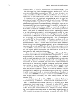 complejo TFIID, los cuales se conocen como coactivadores (Pugh y Tjian,
1991; Albright y Tjian, 2000). Análisis bioquímicos revelan que TFIID es un
complejo multi-peptídico compuesto por TBP y un grupo de factores aso-
ciados, conocidos como TAF por TBP-associated factors. De lo anterior se
deduce que las funciones de coactivadores están dadas por las diferentes
TAF. Aparentemente, TBP como una subunidad de TFIID es exclusiva para
genes transcritos por la RNA-polimerasa II. Lo anterior no es válido, dado
que, para los tres tipos de polimerasas, existen sus excepciones. Una de las
variantes más notorias es la de los promotores de genes que codifican para
los pequeños RNA nucleares (small nuclear RNA) o snRNA, involucrados en
el procesamiento de otras moléculas de RNA. La mayoría de estos genes se
transcriben por medio de la RNA-polimerasa II, pero existen algunas excep-
ciones, como el gen U6 snRNA que es transcrito por la RNA-polimerasa III.
A partir de múltiples observaciones se ha podido concluir que TBP no es ex-
clusivamente un factor transcripcional para la RNA-polimerasa II, de lo que
se desprende que TBP puede estar involucrada en la transcripción mediada
por los tres tipos de RNA-polimerasas (Hernandez, 1993). El requerimiento
universal de TBP ha sido demostrado y confirmado en levadura, donde mu-
taciones en TBP tienen consecuencias en la transcripción mediada por las
tres polimerasas (Cormack y Struhl, 1992). Por lo tanto, TBP es parte inte-
gral del complejo de iniciación para promotores de las tres RNA-polimera-
sas, incluyendo o no la caja TATA. Una de las hipótesis que surgen en rela-
ción con TBP es que su acción en los distintos promotores se lleva a cabo
por vías alternas, aunque relacionadas, con la finalidad de reclutar de ma-
nera específica cada una de las polimerasas.
Como se mencionó anteriormente, el DNAc que codifica para la TBP ha
sido clonado y caracterizado en un gran número de organismos. Un estudio
comparativo de las diferentes secuencias de aminoácidos de TBP ha mostra-
do la presencia de un dominio amino-terminal (N-terminal) no conservado,
mientras que el dominio C-terminal está altamente conservado, en el cual
se localizan, de manera consistente, dos copias de una repetida, imperfecta,
directa, de 61-62 aminoácidos. También, entre estas dos repetidas se locali-
zan repetidas cortas, con residuos de aminoácidos básicos. La parte central
del dominio C-terminal de la mayoría de las secuencias de TBP conocidas
tiene más de 75% de identidad a nivel de sus secuencias peptídicas. Toda es-
ta parte central constituye un amplio dominio de unión al DNA, el cual in-
teractúa con éste en forma de un monómero, localizándose el contacto en
el surco menor del DNA e induciendo una deformación del DNA alrededor
de la secuencia TATA (Horikoshi y cols., 1990; Starr y Hawley, 1991; Her-
nandez, 1993).
La estructura de una de las TBP, la TBP-2 de Arabidopsis thaliana, ha
sido cristalizada y determinada a una resolución de 2.6 Å (Nikolov y cols.,
1992). La estructura tridimensional mostró que el dominio central posee
una elegante simetría que forma, en el dominio de unión al DNA, una es-
tructura de sillín, donde la simetría está proporcionada por las repetidas di-
rectas. Dada la gran similitud en secuencia, se espera que, a nivel estructu-
ral, exista una gran conservación entre las distintas TBP. Esta estructura en
sillín es suficientemente amplia para pensar en, además de la unión al DNA,
74 PARTE I MOLÉCULAS INFORMACIONALES
 