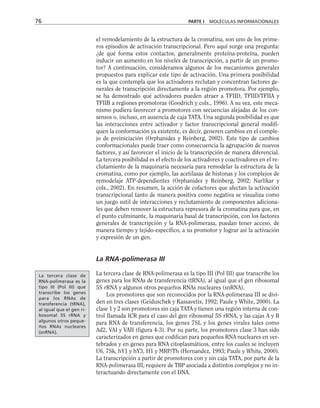 el remodelamiento de la estructura de la cromatina, son uno de los prime-
ros episodios de activación transcripcional. Pero aquí surge una pregunta:
¿de qué forma estos contactos, generalmente proteína-proteína, pueden
inducir un aumento en los niveles de transcripción, a partir de un promo-
tor? A continuación, consideramos algunos de los mecanismos generales
propuestos para explicar este tipo de activación. Una primera posibilidad
es la que contempla que los activadores reclutan y concentran factores ge-
nerales de transcripción directamente a la región promotora. Por ejemplo,
se ha demostrado qué activadores pueden atraer a TFIID, TFIID/TFIIA y
TFIIB a regiones promotoras (Goodrich y cols., 1996). A su vez, este meca-
nismo pudiera favorecer a promotores con secuencias alejadas de los con-
sensos o, incluso, en ausencia de caja TATA. Una segunda posibilidad es que
las interacciones entre activador y factor transcripcional general modifi-
quen la conformación ya existente, es decir, generen cambios en el comple-
jo de preiniciación (Orphanides y Reinberg, 2002). Este tipo de cambios
conformacionales puede traer como consecuencia la agrupación de nuevos
factores, y así favorecer el inicio de la transcripción de manera diferencial.
La tercera posibilidad es el efecto de los activadores y coactivadores en el re-
clutamiento de la maquinaria necesaria para remodelar la estructura de la
cromatina, como por ejemplo, las acetilasas de histonas y los complejos de
remodelaje ATP-dependientes (Orphanides y Reinberg, 2002; Narlikar y
cols., 2002). En resumen, la acción de cofactores que afectan la activación
transcripcional tanto de manera positiva como negativa se visualiza como
un juego sutil de interacciones y reclutamiento de componentes adiciona-
les que deben remover la estructura represora de la cromatina para que, en
el punto culminante, la maquinaria basal de transcripción, con los factores
generales de transcripción y la RNA-polimerasa, puedan tener acceso, de
manera tiempo y tejido-específico, a su promotor y lograr así la activación
y expresión de un gen.
La RNA-polimerasa III
La tercera clase de RNA-polimerasa es la tipo III (Pol III) que transcribe los
genes para los RNAs de transferencia (tRNA), al igual que el gen ribosomal
5S rRNA y algunos otros pequeños RNAs nucleares (snRNA).
Los promotores que son reconocidos por la RNA-polimerasa III se divi-
den en tres clases (Geiduschek y Kassavetis, 1992; Paule y White, 2000). La
clase 1 y 2 son promotores sin caja TATA y tienen una región interna de con-
trol llamada ICR para el caso del gen ribosomal 5S rRNA, y las cajas A y B
para RNA de transferencia, los genes 7SL y los genes virales tales como
Ad2, VAI y VAII (figura 4-3). Por su parte, los promotores clase 3 han sido
caracterizados en genes que codifican para pequeños RNA nucleares en ver-
tebrados y en genes para RNA citoplasmáticos, entre los cuales se incluyen
U6, 7Sk, hY1 y hY3, H1 y MRP/Th (Hernandez, 1993; Paule y White, 2000).
La transcripción a partir de promotores con y sin caja TATA, por parte de la
RNA-polimerasa III, requiere de TBP asociada a distintos complejos y no in-
teractuando directamente con el DNA.
76 PARTE I MOLÉCULAS INFORMACIONALES
La tercera clase de
RNA-polimerasa es la
tipo III (Pol III) que
transcribe los genes
para los RNAs de
transferencia (tRNA),
al igual que el gen ri-
bosomal 5S rRNA y
algunos otros peque-
ños RNAs nucleares
(snRNA).
 