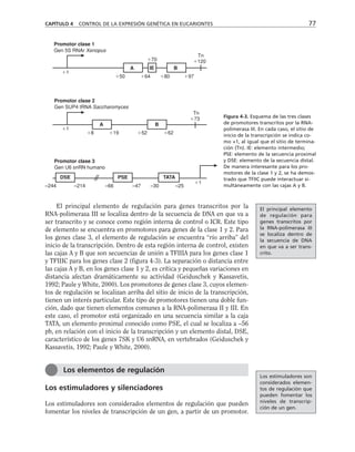 El principal elemento de regulación para genes transcritos por la
RNA-polimerasa III se localiza dentro de la secuencia de DNA en que va a
ser transcrito y se conoce como región interna de control o ICR. Este tipo
de elemento se encuentra en promotores para genes de la clase 1 y 2. Para
los genes clase 3, el elemento de regulación se encuentra “río arriba” del
inicio de la transcripción. Dentro de esta región interna de control, existen
las cajas A y B que son secuencias de unión a TFIIIA para los genes clase 1
y TFIIIC para los genes clase 2 (figura 4-3). La separación o distancia entre
las cajas A y B, en los genes clase 1 y 2, es crítica y pequeñas variaciones en
distancia afectan dramáticamente su actividad (Geiduschek y Kassavetis,
1992; Paule y White, 2000). Los promotores de genes clase 3, cuyos elemen-
tos de regulación se localizan arriba del sitio de inicio de la transcripción,
tienen un interés particular. Este tipo de promotores tienen una doble fun-
ción, dado que tienen elementos comunes a la RNA-polimerasa II y III. En
este caso, el promotor está organizado en una secuencia similar a la caja
TATA, un elemento proximal conocido como PSE, el cual se localiza a –56
pb, en relación con el inicio de la transcripción y un elemento distal, DSE,
característico de los genes 7SK y U6 snRNA, en vertebrados (Geiduschek y
Kassavetis, 1992; Paule y White, 2000).
Los estimuladores y silenciadores
Los estimuladores son considerados elementos de regulación que pueden
fomentar los niveles de transcripción de un gen, a partir de un promotor.
CAPÍTULO 4 CONTROL DE LA EXPRESIÓN GENÉTICA EN EUCARIONTES 77
Figura 4-3. Esquema de las tres clases
de promotores transcritos por la RNA-
polimerasa III. En cada caso, el sitio de
inicio de la transcripción se indica co-
mo +1, al igual que el sitio de termina-
ción (Tn). IE: elemento intermedio;
PSE: elemento de la secuencia proximal
y DSE: elemento de la secuencia distal.
De manera interesante para los pro-
motores de la clase 1 y 2, se ha demos-
trado que TFIIC puede interactuar si-
multáneamente con las cajas A y B.
–244 –214 –66 –47 –30 –25
1
DSE PSE TATA
Promotor clase 3
Gen U6 snRN humano
Promotor clase 2
Gen SUP4 tRNA Saccharomyces
1
8 19 52 62
73
Tn
B
A
1
50 64 80 97
120
Tn
70
Promotor clase 1
Gen 5S RNAr Xenopus
B
A IE
Los elementos de regulación
El principal elemento
de regulación para
genes transcritos por
la RNA-polimerasa III
se localiza dentro de
la secuencia de DNA
en que va a ser trans-
crito.
Los estimuladores son
considerados elemen-
tos de regulación que
pueden fomentar los
niveles de transcrip-
ción de un gen.
 