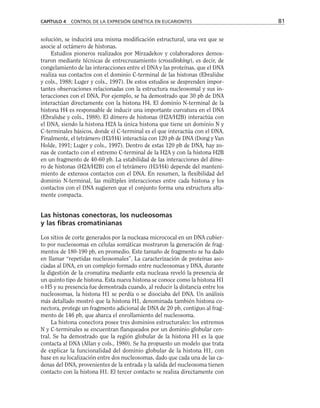solución, se inducirá una misma modificación estructural, una vez que se
asocie al octámero de histonas.
Estudios pioneros realizados por Mirzadekov y colaboradores demos-
traron mediante técnicas de entrecruzamiento (crosslinking), es decir, de
congelamiento de las interacciones entre el DNA y las proteínas, que el DNA
realiza sus contactos con el dominio C-terminal de las histonas (Ebralidse
y cols., 1988; Luger y cols., 1997). De estos estudios se desprenden impor-
tantes observaciones relacionadas con la estructura nucleosomal y sus in-
teracciones con el DNA. Por ejemplo, se ha demostrado que 30 pb de DNA
interactúan directamente con la histona H4. El dominio N-terminal de la
histona H4 es responsable de inducir una importante curvatura en el DNA
(Ebralidse y cols., 1988). El dímero de histonas (H2A/H2B) interactúa con
el DNA, siendo la histona H2A la única histona que tiene un dominio N y
C-terminales básicos, donde el C-terminal es el que interactúa con el DNA.
Finalmente, el tetrámero (H3/H4) interactúa con 120 pb de DNA (Dong y Van
Holde, 1991; Luger y cols., 1997). Dentro de estas 120 pb de DNA, hay zo-
nas de contacto con el extremo C-terminal de la H2A y con la histona H2B
en un fragmento de 40-60 pb. La estabilidad de las interacciones del díme-
ro de histonas (H2A/H2B) con el tetrámero (H3/H4) depende del manteni-
miento de extensos contactos con el DNA. En resumen, la flexibilidad del
dominio N-terminal, las múltiples interacciones entre cada histona y los
contactos con el DNA sugieren que el conjunto forma una estructura alta-
mente compacta.
Las histonas conectoras, los nucleosomas
y las fibras cromatinianas
Los sitios de corte generados por la nucleasa micrococal en un DNA cubier-
to por nucleosomas en células somáticas mostraron la generación de frag-
mentos de 180-190 pb, en promedio. Este tamaño de fragmento se ha dado
en llamar “repetidas nucleosomales”. La caracterización de proteínas aso-
ciadas al DNA, en un complejo formado entre nucleosomas y DNA, durante
la digestión de la cromatina mediante esta nucleasa reveló la presencia de
un quinto tipo de histona. Esta nueva histona se conoce como la histona H1
o H5 y su presencia fue demostrada cuando, al reducir la distancia entre los
nucleosomas, la histona H1 se perdía o se disociaba del DNA. Un análisis
más detallado mostró que la histona H1, denominada también histona co-
nectora, protege un fragmento adicional de DNA de 20 pb, contiguo al frag-
mento de 146 pb, que abarca el enrollamiento del nucleosoma.
La histona conectora posee tres dominios estructurales: los extremos
N y C-terminales se encuentran flanqueados por un dominio globular cen-
tral. Se ha demostrado que la región globular de la histona H1 es la que
contacta al DNA (Allan y cols., 1980). Se ha propuesto un modelo que trata
de explicar la funcionalidad del dominio globular de la histona H1, con
base en su localización entre dos nucleosomas, dado que cada una de las ca-
denas del DNA, provenientes de la entrada y la salida del nucleosoma tienen
contacto con la histona H1. El tercer contacto se realiza directamente con
CAPÍTULO 4 CONTROL DE LA EXPRESIÓN GENÉTICA EN EUCARIONTES 81
 