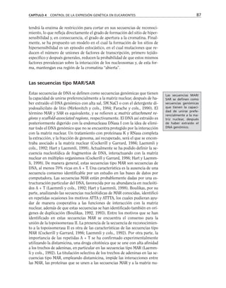 tendrá la enzima de restricción para cortar en sus secuencias de reconoci-
miento, lo que refleja directamente el grado de formación del sitio de hiper-
sensibilidad y, en consecuencia, el grado de apertura a la cromatina. Final-
mente, se ha propuesto un modelo en el cual la formación de los sitios de
hipersensibilidad es un episodio estocástico, en el cual mutaciones que re-
ducen el número de uniones de factores de transcripción, primero tejido-
específico y después generales, reducen la probabilidad de que estos mismos
factores prevalezcan sobre la interacción de los nucleosomas y, de esta for-
ma, mantengan esa región de la cromatina “abierta”.
Las secuencias tipo MAR/SAR
Estas secuencias de DNA se definen como secuencias genómicas que tienen
la capacidad de unirse preferencialmente a la matriz nuclear, después de ha-
ber extraído el DNA genómico con alta sal, 5M NaCl o con el detergente di-
yodosalicilato de litio (Mirkovitch y cols., 1984; Farache y cols., 1990). El
término MAR y SAR es equivalente, y se refieren a: matrix attachment re-
gions y scaffold-associated regions, respectivamente. El DNA así extraído es
posteriormente digerido con la endonucleasa DNasa I con la idea de elimi-
nar todo el DNA genómico que no se encuentra protegido por la interacción
con la matriz nuclear. Un tratamiento con proteinasa K y RNasa completa
la extracción, y la fracción de genoma, así recuperado, será el que se encon-
traba asociado a la matriz nuclear (Cockerill y Garrard, 1986; Laemmli y
cols., 1992; Hart y Laemmli, 1998). Actualmente se ha podido definir la se-
cuencia nucleotídica de fragmentos de DNA, interactuando con la matriz
nuclear en múltiples organismos (Cockerill y Garrard, 1986; Hart y Laemm-
li, 1998). De manera general, estas secuencias tipo MAR son secuencias de
DNA, al menos 70% ricas en A + T. Una característica es la ausencia de una
secuencia consenso identificable por un estudio en las bases de datos por
computadora. Las secuencias MAR están probablemente dadas por una es-
tructuración particular del DNA, favorecida por su abundancia en nucleóti-
dos A + T (Laemmli y cols., 1992; Hart y Laemmli, 1998). Boulikas, por su
parte, analizando las secuencias nucleótidicas de MAR conocidas, identificó
en repetidas ocasiones los motivos ATTA y ATTTA, los cuales pudieran ayu-
dar de manera cooperativa a las funciones de interacción con la matriz
nuclear, además de que estas secuencias se han identificado también en orí-
genes de duplicación (Boulikas, 1992, 1993). Entre los motivos que se han
identificado en estas secuencias MAR se encuentra el consenso para la
unión de la topoisomerasa II. La presencia de la secuencia de reconocimien-
to a la topoisomerasa II es otra de las características de las secuencias tipo
MAR (Cockerill y Garrard, 1986; Laemmli y cols., 1992). Por otra parte, la
importancia de las repetidas A + T se ha confirmado experimentalmente
utilizando la distamicina, una droga citotóxica que se une con alta afinidad
a los trechos de adeninas, en particular en las secuencias tipo MAR (Laemm-
li y cols., 1992). La titulación selectiva de los trechos de adeninas en las se-
cuencias tipo MAR, empleando distamicina, impide las interacciones entre
las MAR, las proteínas que se unen a las secuencias MAR y a la matriz nu-
CAPÍTULO 4 CONTROL DE LA EXPRESIÓN GENÉTICA EN EUCARIONTES 87
Las secuencias MAR/
SAR se definen como
secuencias genómicas
que tienen la capaci-
dad de unirse prefe-
rencialmente a la ma-
triz nuclear, después
de haber extraído el
DNA genómico.
 