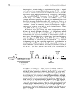 dos propiedades, aunque no todos los insulators poseen ambas. La primera
propiedad consiste en la capacidad de estas secuencias de DNA y sus facto-
res asociados para bloquear la acción de un estimulador sobre su promotor,
únicamente cuando la secuencia insulator se localice entre el estimulador
y el promotor (Wolffe, 1994; Gerasimova y Corces, 1996; Bell y cols., 1999;
Recillas Targa y cols., 1999). La segunda propiedad tiene que ver con la
capacidad por parte del insulator para proteger a un transgenético del efecto
de posición que causan los distintos medios de la cromatina en el interior del
núcleo. Lo anterior trae como consecuencia una expresión más homogénea
y sostenida a lo largo del tiempo por parte de un transgenético, siempre y
cuando éste se encuentre enmarcado por secuencias tipo insulator (Pikaart
y cols., 1998; Recillas Targa y cols., 2002).
El insulator mejor caracterizado es el que se encuentra en el límite 5'
del grupo de genes β-globina de pollo (figura 4-4). Originalmente definido
como un sitio constitutivo de hipersensibilidad, se ha demostrado que re-
presenta un sitio de clara transición entre un dominio donde la cromatina
se encuentra abierta (el dominio β-globina) y una región altamente com-
pacta (Cheng y cols., 1993; Recillas Targa, 2000; West y cols., 2002). El
grupo de Felsenfeld ha demostrado que un fragmento de 1.2 kb que com-
prende a dicho sitio de hipersensibilidad posee las dos propiedades que ca-
racterizan a los insulators, es decir, tiene la capacidad de bloquear a un
estimulador sobre su promotor, tanto en transfecciones estables como tran-
sitorias (Bell y cols., 1999; Recillas Targa y cols., 1999). Por otra parte, es
90 PARTE I MOLÉCULAS INFORMACIONALES
β β ε
ρ  
β/ε
Gen OR
Estimulador
Insulator
3'HS
Insulator
5'HS4
LCR
16 kb Cromatina
compacta
Gen FR
HSA
Figura 4-4. Esquema del dominio β-globina de pollo. Los límites de este dominio
eritroide-específico son definidos por dos elementos tipo insulator. De manera intere-
sante, a cada uno de los insulators se le asocia el factor nuclear CTCF, lo cual genera
una posible especulación en términos de una interacción física y formación de un
asa cromatiniana entre los extremos del dominio β-globina de pollo (West y cols.,
Recillas Targa y cols., 2002). El dominio β-globina está compuesto por un gen que se
expresa en la etapa fetal (), dos genes adultos (βH
y βA
) y un gen embrionario (ε) que
se transcriben diferencialmente a lo largo del desarrollo (Recillas Targa, 2000). “Río
arriba” en relación con el límite 5' del dominio, se identificaron 16 kb de cromatina
condensada, altamente metilada e inaccesible al corte por parte de la DNasa I (Prioleau
y cols., 1999). Posteriormente se encontró un gen que codifica para un receptor de fola-
to (FR) con un patrón de expresión eritroide, pero curiosamente en una etapa de dife-
renciación eritroide previa a los genes β-globina. Por su parte, “río abajo” en relación
con el extremo 3' del dominio, se identificó uno de los genes que codifican para un
receptor olfatorio (OR) con un aparente patrón de expresión restringido al cerebro
(Saitoh y cols., 2000).
 