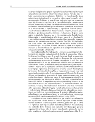 los propuestos por varios grupos, sugieren que se encuentran separados por
canales llamados dominios intercromosomales. En esta etapa del ciclo ce-
lular, los cromosomas son altamente dinámicos y se ha visto que los genes
activos transcripcionalmente se encuentran más cerca de los canales inter-
cromosomales aledaños a la superficie de los territorios y con una mayor
superficie de contacto con éstos. Se ha comprobado que los cromosomas se
mueven dentro de su territorio y se ha propuesto que la explicación a este
movimiento está determinada por la abundancia de factores involucrados
en el procesamiento, la transcripción y la replicación en focos localiza-
dos aledaños a estos territorios. Para explicar este concepto, existe un ejem-
plo clásico que demuestra el movimiento o reclutamiento de genes a una
región en las células B de ratón que es rica en una proteína llamada Ikaros.
Esta proteína es capaz de inactivar a los genes a través de su relocalización
a una región centromérica de heterocromatina. Mientras que los genes que
necesitan ser transcritos permanecen en zonas favorables del nucleoplas-
ma, Ikaros recluta a los genes que deben ser reprimidos a sitios de hete-
rocromatina para inactivarlos (Lamond y Earnshaw, 1998). Esta represión
involucra el movimiento de loci específicos a un compartimiento nuclear
donde son silenciados activamente.
En levaduras se ha observado que los complejos que participan en el si-
lenciamiento genético, particularmente la familia de las proteínas SIR, se
localizan en los telómeros cerca de la periferia nuclear donde se encuentran
en compartimentos. Se han identificado por lo menos dos proteínas que
ayudan a que esto ocurra: una de ellas es el complejo Ku, el cual, al ser mu-
tado en cualquiera de sus dos subunidades, impide la posición perinuclear
del telómero. Además, se ha demostrado que la represión de genes reporte-
ros baja a medida que se alejan de los telómeros (donde están concentrados
los complejos represores). Estas evidencias apoyan y asocian el concepto de
territorios y dominios. En Drosophila, se ha descrito un modelo en el cual
se asocian los insulators y los elementos de respuesta Polycomb (Pc-G); estos
últimos, involucrados en la represión de genes, pueden actuar en trans para
mediar la represión y lo hacen a través de interacciones proteína-DNA y
proteína-proteína con miembros de la familia Polycomb, en zonas definidas
dentro del núcleo. Se ha propuesto que la organización y actividad de los
insulators es influida por los elementos Pc-G, al establecer dominios sub-
nucleares. Corces y colaboradores han demostrado una clara correlación
entre la presencia del insulator gypsy y una localización subnuclear cercana
y en la periferia del núcleo. Las evidencias van más allá, dado que demos-
traron que Su(Hw), el componente central de la acción del insulator gypsy,
colocaliza con una alta frecuencia con la proteína laminina, componente
estructural de la membrana nuclear (Gerasimova y cols., 2000).
Las evidencias mencionadas demuestran que en el núcleo debe existir
una organización tal que permita la correcta regulación de loci indepen-
dientes, facilitando el remodelaje de la cromatina, ya sea para que se active
o se reprima la transcripción en un momento determinado del desarrollo y
que los límites de los dominios sean elementos importantes para que esta
organización se lleve a cabo de manera más eficiente. Además, los nuevos
datos surgidos de estudios citológicos apoyan la idea de la necesidad de te-
92 PARTE I MOLÉCULAS INFORMACIONALES
 