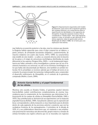 mar halterios en posición posterior a las alas, eran los mismos que durante
la filogenia habían aparecido para crear el plan corporal de un díptero, a
partir, primero, de artrópodos ancestrales milípedos y, posteriormente, de
insectos voladores con cuatro alas (Lewis, 1978 y 1998). La característica
más notable de este modelo —a saber, su conexión directa entre la función
de los genes y el origen de estructuras morfológicas distribuidas de modo
diferencial en las especies (Vergara-Silva, 2002)— es de fundamental impor-
tancia por haber animado a otros investigadores a pensar que tal vez el fe-
nómeno homeótico era universal, no sólo en los términos morfológicos en
los que había sido documentado por Bateson, sino también en sentido mo-
lecular. En la actualidad, se reconoce además que el trabajo de Lewis en su
conjunto ha proporcionado herramientas indispensables para comprender
el desarrollo embrionario de Drosophila, en el contexto de la genómica
comparada (Rubin y Lewis, 2000).
Mientras esto sucedía en Estados Unidos, el genetista español Antonio
García-Bellido realizó contribuciones complementarias de enorme tras-
cendencia para la comprensión de los mecanismos que determinan la di-
ferenciación de los campos de células en Drosophila (García-Bellido, 1968 y
1975). Sus contribuciones se derivaron de sus experimentos con la mutación
engrailed (García-Bellido, 1998). Actualmente sabemos que la expresión del
locus correspondiente a dicha mutación es muy importante para la división
dentro de cada segmento de las porciones anterior y posterior, que son las
verdaderas fronteras de los parasegmentos. A principios de la década de
1970, él y sus colaboradores observaron que, en respuesta a una señaliza-
ción posicional de naturaleza aún desconocida, grupos enteros y clonales de
células formaban una región cohesiva que no se mezclaba con regiones
CAPÍTULO 5 GENES HOMEÓTICOS Y MECANISMOS MOLECULARES DE DIFERENCIACIÓN CELULAR 111
Figura 5-1. Representación esquemática del modelo
de Edward B. Lewis acerca de la regulación genética
del complejo bithorax y sus consecuencias sobre la
especificación de identidades en los segmentos de
Drosophila. El segundo segmento torácico (T2) es
considerado el “estado basal”. Para cada segmento
posterior a éste, es activado un gen adicional. En el
último segmento, todos los genes están activos.
Modificado de Gilbert (1988). Ver el texto para una
explicación más extensa.
T
A
T3 A2 A4 A6 A8
A1 A3 A5 A7
Antonio García-Bellido y el papel fundamental
de las células
 