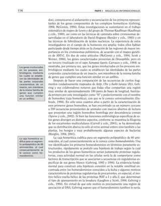 dos), comunicaron el aislamiento y secuenciación de los primeros represen-
tantes de los genes componentes de los complejos homeóticos (Gehring,
1994; McGinnis, 1994). Estas investigaciones se sustentaron en el trabajo
sistemático de mapeo de Lewis y del grupo de Thomas Kauffman (Kauffman
y cols., 1980), así como en las técnicas de caminata sobre cromosomas de-
sarrolladas en el laboratorio de David Hogness (Bender y cols., 1983) y en
las técnicas de hibridización de ácidos nucleicos. La experiencia de estos
investigadores en el campo de la homeosis era amplia: todos ellos habían
participado desde tiempo atrás en la clonación de las regiones de mayor im-
portancia en los cromosomas politénicos, de acuerdo con el mapeo genéti-
co de ANT-C. En dos de estos artículos (McGinnis y cols., 1984; Scott y
Weiner, 1984), los genes caracterizados provenían de Drosophila, pero en
un tercero (realizado en el sapo Xenopus laevis; Carrasco y cols., 1984) se
mostraba, por primera vez, que los genes involucrados en los procesos em-
briológicos mediante los cuales se establecen las identidades de las partes
corporales características de un insecto, son miembros de la misma familia
de genes que cumplen una función similar en un anfibio.
Después de hacer una comparación de las secuencias de ciertos frag-
mentos cuidadosamente mapeados de Antp, Ubx y fushi tarazu (ftz), Geh-
ring y sus colaboradores notaron que todas ellas compartían una región
muy similar de aproximadamente 180 pares de bases de longitud, bautiza-
da primero por este investigador como “H” y posteriormente con el nombre
de homeobox (caja homeótica), con que se le conoce universalmente (Du-
boule, 1994). En sólo unos cuantos años a partir de la caracterización de
esos primeros genes homeobox, se han encontrado ya un número cercano
a 700 secuencias provenientes de animales con marcos abiertos de lectura
que presentan una región homeobox homóloga por descendencia común
(Spirov y cols., 2002). Si bien las funciones embriológicas específicas de es-
tos genes divergen en distintos aspectos, conforme se muestrea la filogenia
de los eucariontes multicelulares (Carroll y cols., 2001), se ha demostrado
que su distribución abarca no sólo al reino animal entero sino también a las
plantas, los hongos y muy probablemente algunas especies de bacterias
(Bürglin, 1994, 2001).
La caja homeótica codifica para un segmento polipeptídico de 60 ami-
noácidos, al cual consecuentemente se le conoce como homeodominio. Una
vez identificados los primeros homeodominios en términos puramente es-
tructurales, rápidamente se postuló una hipótesis de trabajo según la cual
los productos de los genes homeóticos serían justamente proteínas regula-
torias, cuya actividad normal en las células sería la de comportarse como
factores de transcripción que se asociarían a secuencias cis-regulatorias es-
pecíficas de sus genes blanco (Gehring, 1985 y 1994). La evidencia funda-
mental para construir esta hipótesis consistió en la notable similitud en-
contrada entre los homeodominios conocidos a la fecha y algunos motivos
característicos de proteínas regulatorias de procariontes, en especial, el mo-
tivo hélice-vuelta-hélice de las proteínas MAT a-1 y alfa-2, que determinan
el tipo de apareamiento en la levadura (Laughon y Scott, 1984; Gehring y
cols., 1994). En virtud de que este motivo es precisamente una región de
asociación al DNA, Gehring supuso que el homeodominio tambien lo sería.
114 PARTE I MOLÉCULAS INFORMACIONALES
Los genes involucrados
en los procesos em-
briológicos, mediante
los cuales se estable-
cen las identidades de
las partes corporales
características de un
insecto, son miembros
de la misma familia de
genes que cumplen
una función similar
en un anfibio.
La caja homeótica co-
difica para un segmen-
to polipeptídico de 60
aminoácidos, al cual
consecuentemente se
le conoce como ho-
meodominio.
 