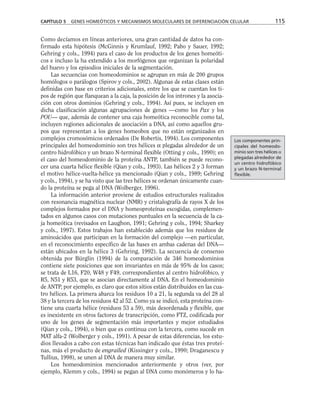 Como decíamos en líneas anteriores, una gran cantidad de datos ha con-
firmado esta hipótesis (McGinnis y Krumlauf, 1992; Pabo y Sauer, 1992;
Gehring y cols., 1994) para el caso de los productos de los genes homeóti-
cos e incluso la ha extendido a los morfógenos que organizan la polaridad
del huevo y los episodios iniciales de la segmentación.
Las secuencias con homeodominios se agrupan en más de 200 grupos
homólogos o parálogos (Spirov y cols., 2002). Algunas de estas clases están
definidas con base en criterios adicionales, entre los que se cuentan los ti-
pos de región que flanquean a la caja, la posición de los intrones y la asocia-
ción con otros dominios (Gehring y cols., 1994). Así pues, se incluyen en
dicha clasificación algunas agrupaciones de genes —como los Pax y los
POU— que, además de contener una caja homeótica reconocible como tal,
incluyen regiones adicionales de asociación a DNA, así como aquellos gru-
pos que representan a los genes homeobox que no están organizados en
complejos cromosómicos ordenados (De Robertis, 1994). Los componentes
principales del homeodominio son tres hélices α plegadas alrededor de un
centro hidrofóbico y un brazo N-terminal flexible (Otting y cols., 1990); en
el caso del homeodominio de la proteína ANTP, también se puede recono-
cer una cuarta hélice flexible (Qian y cols., 1993). Las hélices 2 y 3 forman
el motivo hélice-vuelta-hélice ya mencionado (Qian y cols., 1989; Gehring
y cols., 1994), y se ha visto que las tres hélices se ordenan únicamente cuan-
do la proteína se pega al DNA (Wolberger, 1996).
La información anterior proviene de estudios estructurales realizados
con resonancia magnética nuclear (NMR) y cristalografía de rayos X de los
complejos formados por el DNA y homeoproteínas escogidas, complemen-
tados en algunos casos con mutaciones puntuales en la secuencia de la ca-
ja homeótica (revisados en Laughon, 1991; Gehring y cols., 1994; Sharkey
y cols., 1997). Estos trabajos han establecido además que los residuos de
aminoácidos que participan en la formación del complejo —en particular,
en el reconocimiento específico de las bases en ambas cadenas del DNA—
están ubicados en la hélice 3 (Gehring, 1992). La secuencia de consenso
obtenida por Bürglin (1994) de la comparación de 346 homeodominios
contiene siete posiciones que son invariantes en más de 95% de los casos;
se trata de L16, F20, W48 y F49, correspondientes al centro hidrofóbico, y
R5, N51 y R53, que se asocian directamente al DNA. En el homeodominio
de ANTP, por ejemplo, es claro que estos sitios están distribuidos en las cua-
tro hélices. La primera abarca los residuos 10 a 21, la segunda va del 28 al
38 y la tercera de los residuos 42 al 52. Como ya se indicó, esta proteína con-
tiene una cuarta hélice (residuos 53 a 59), más desordenada y flexible, que
es inexistente en otros factores de transcripción, como FTZ, codificada por
uno de los genes de segmentación más importantes y mejor estudiados
(Qian y cols., 1994), o bien que es continua con la tercera, como sucede en
MAT alfa-2 (Wolberger y cols., 1991). A pesar de estas diferencias, los estu-
dios llevados a cabo con estas técnicas han indicado que éstas tres proteí-
nas, más el producto de engrailed (Kissinger y cols., 1990; Draganescu y
Tullius, 1998), se unen al DNA de manera muy similar.
Los homeodominios mencionados anteriormente y otros (ver, por
ejemplo, Klemm y cols., 1994) se pegan al DNA como monómeros y lo ha-
CAPÍTULO 5 GENES HOMEÓTICOS Y MECANISMOS MOLECULARES DE DIFERENCIACIÓN CELULAR 115
Los componentes prin-
cipales del homeodo-
minio son tres hélices α
plegadas alrededor de
un centro hidrofóbico
y un brazo N-terminal
flexible.
 