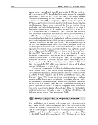 cen de manera especialmente favorable a secuencias de DNA que contienen
el tetranucleótido ATTA, llamado también motivo central. La interacción
requiere de la inserción de la tercera hélice en el surco mayor, el brazo
N-terminal en el menor y de contactos entre el asa que une a las hélices 2 y
3 con el esqueleto del DNA. En opinión de algunos autores, las regiones de
DNA que pegan homeodominios se pueden considerar de alta, media y baja
afinidad, pues en algunos casos, en ausencia del sitio que contiene el tetra-
nucleótido en el estimulador disminuye la especificidad en la asociación de
la proteína, aunque la función de este elemento activador no se vea afecta-
da de manera detectable (Gehring y cols., 1994). Junto con estas evidencias
que involucran la asociación de subunidades únicas, recientemente se ha
establecido que las interacciones proteína-proteína desempeñan un papel
importante en la modulación de la actividad de los homeodominios en con-
diciones fisiológicas (Wolberger, 1996). De hecho, los monómeros sólo tienen
100 veces más afinidad por sitios específicos del DNA (de alta afinidad) en re-
lación a sitios no específicos (de media y baja afinidad; Laughon, 1991). Algu-
nas homeoproteínas se unen al DNA como dímeros formados por subunidades
iguales o diferentes en una asociación cooperativa, pues la afinidad aparen-
te de cualquiera de ellas al DNA es mayor si se forma el dímero (Wilson y
Desplan, 1995; Passner y cols., 1999). Las estructuras cristalinas del homo-
dímero del homeodominio codificado por paired (Wilson y cols., 1995) y las
del heterodímero de MAT a-1/alfa-2 (Li y cols., 1995) han sido importantes
evidencias en favor de lo anterior. En el caso de esta última estructura, se
ha visto que cada subunidad se une a secuencias operadoras de DNA distin-
tas —los nucleótidos TGT están conservados en el sitio de alfa-2, y la se-
cuencia CATC lo está en el sitio de a-1.
Finalmente, otros estudios de NMR y simulación de dinámicas molecu-
lares, también en ANTP, indican que el agua solvente yace en una cavidad
que forma la interfase entre la hélice de reconocimiento del homeodominio
y las bases del surco mayor del DNA de doble cadena (Billeter y cols., 1993,
Fraenkel y Pabo, 1998). Uno de los últimos homeodominios en estudiarse
como cristal ha demostrado la participación conjunta del solvente y las in-
teracciones entre homeodominios en la dinámica molecular de los mismos:
la asociación de la proteína EVEN SKIPPED —también codificada por un
gen de segmentación— al DNA es en realidad el pegado de dos homeodomi-
nios sobre caras opuestas de una sola vuelta de B-DNA, con puentes de hi-
drógeno mediados por moléculas de agua en la interfase entre las bases y la
hélice de reconocimiento (Hirsch y Aggarwal, 1995).
Una cantidad enorme de estudios realizados en años recientes en varias
especies de animales con muy diferentes planes básicos de organización
corporal ha permitido establecer que no sólo el desarrollo de Drosophila
está mediado por genes reguladores que poseen secuencias de asociación
al DNA, a través de las cuales controlan la expresión de otros genes (Slack
y cols., 1993; Carroll, 1995; Carroll y cols., 2001). Al mismo tiempo, dichas
116 PARTE I MOLÉCULAS INFORMACIONALES
Biología comparativa de los genes homeobox
 