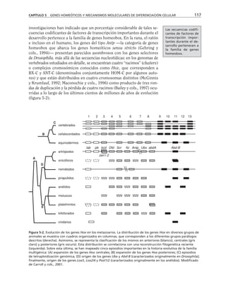 investigaciones han indicado que un porcentaje considerable de tales se-
cuencias codificantes de factores de transcripción importantes durante el
desarrollo pertenece a la familia de genes homeobox. En la rana, el ratón
e incluso en el humano, los genes del tipo Antp —la categoría de genes
homeobox que abarca los genes homeóticos sensu stricto (Gehring y
cols., 1994)— presentan parecidos asombrosos con los genes selectores
de Drosophila, más allá de las secuencias nucleotídicas: en los genomas de
vertebrados estudiados en detalle, se encuentran cuatro “racimos” (clusters)
o complejos cromosómicos conocidos como Hox, que corresponden a
BX-C y ANT-C (denominados conjuntamente HOM-C por algunos auto-
res) y que están distribuidos en cuatro cromosomas distintos (McGinnis
y Krumlauf, 1992; Maconochie y cols., 1996) como producto de tres ron-
das de duplicación y la pérdida de cuatro racimos (Bailey y cols., 1997) ocu-
rridas a lo largo de los últimos cientos de millones de años de evolución
(figura 5-2).
CAPÍTULO 5 GENES HOMEÓTICOS Y MECANISMOS MOLECULARES DE DIFERENCIACIÓN CELULAR 117
1 2 3 4 5 6 7 8 9 10 11 12 13
lab pb bcd Dfd Scr ftz Antp Ubx abdA Abd-B
zen1-2
A
B
C
D
E
vertebrados
cefalocordados
equinodermos
artrópodos
onicóforos
nemátodos
priapúlidos
anélidos
moluscos
platelmintos
lofoforados
cnidarios
Figura 5-2. Evolución de los genes Hox en los metazoarios. La distribución de los genes Hox en diversos grupos de
animales se muestra con cuadros organizados en columnas, que corresponden a los diferentes grupos parálogos
descritos (derecha). Asimismo, se representa la clasificación de los mismos en anteriores (blanco), centrales (gris
claro) y posteriores (gris oscuro). Esta distribución se correlaciona con una reconstrucción filogenética reciente
(izquierda). Sobre esta última, se han mapeado cinco episodios importantes en la historia evolutiva de la familia
multigénica: (A) expansión de los genes Hox centrales; (B) expansión de los genes Hox posteriores; (C) episodios
de tetraploidización genómica; (D) origen de los genes Ubx y Abd-B (caracterizados originalmente en Drosophila);
finalmente, origen de los genes Lox5, Lox2/4 y Post1/2 (caracterizados originalmente en los anélidos). Modificado
de Carroll y cols., 2001.
Las secuencias codifi-
cantes de factores de
transcripción impor-
tantes durante el de-
sarrollo pertenecen a
la familia de genes
homeobox.
 
