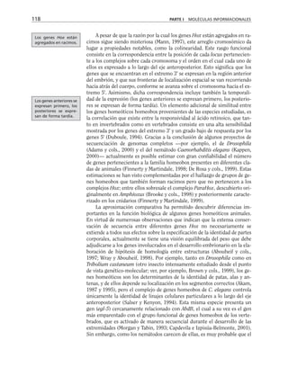 A pesar de que la razón por la cual los genes Hox están agregados en ra-
cimos sigue siendo misteriosa (Mann, 1997), este arreglo cromosómico da
lugar a propiedades notables, como la colinearidad. Este rasgo funcional
consiste en la correspondencia entre la posición de cada locus pertenecien-
te a los complejos sobre cada cromosoma y el orden en el cual cada uno de
ellos es expresado a lo largo del eje anteroposterior. Esto significa que los
genes que se encuentran en el extremo 3' se expresan en la región anterior
del embrión, y que sus fronteras de localización espacial se van recorriendo
hacia atrás del cuerpo, conforme se avanza sobre el cromosoma hacia el ex-
tremo 5'. Asimismo, dicha correspondencia incluye también la temporali-
dad de la expresión (los genes anteriores se expresan primero, los posterio-
res se expresan de forma tardía). Un elemento adicional de similitud entre
los genes homeóticos homeobox provenientes de las especies estudiadas, es
la correlación que existe entre la responsividad al ácido retinoico, que tan-
to en invertebrados como en vertebrados consiste en una alta sensibilidad
mostrada por los genes del extremo 3' y un grado bajo de respuesta por los
genes 5' (Duboule, 1994). Gracias a la conclusión de algunos proyectos de
secuenciación de genomas completos —por ejemplo, el de Drosophila
(Adams y cols., 2000) y el del nemátodo Caenorhabditis elegans (Kappen,
2000)— actualmente es posible estimar con gran confiabilidad el número
de genes pertenecientes a la familia homeobox presentes en diferentes cla-
das de animales (Finnerty y Martindale, 1998; De Rosa y cols., 1999). Estas
estimaciones se han visto complementadas por el hallazgo de grupos de ge-
nes homeobox que también forman racimos pero que no pertenecen a los
complejos Hox; entre ellos sobresale el complejo ParaHox, descubierto ori-
ginalmente en Amphioxus (Brooke y cols., 1998) y posteriormente caracte-
rizado en los cnidarios (Finnerty y Martindale, 1999).
La aproximación comparativa ha permitido descubrir diferencias im-
portantes en la función biológica de algunos genes homeóticos animales.
En virtud de numerosas observaciones que indican que la extensa conser-
vación de secuencia entre diferentes genes Hox no necesariamente se
extiende a todos sus efectos sobre la especificación de la identidad de partes
corporales, actualmente se tiene una visión equilibrada del peso que debe
adjudicarse a los genes involucrados en el desarrollo embrionario en la ela-
boración de hipótesis de homología entre estructuras (Abouheif y cols.,
1997; Wray y Abouheif, 1998). Por ejemplo, tanto en Drosophila como en
Tribolium castaneum (otro insecto intensamente estudiado desde el punto
de vista genético-molecular; ver, por ejemplo, Brown y cols., 1999), los ge-
nes homeóticos son los determinantes de la identidad de patas, alas y an-
tenas, y de ellos depende su localización en los segmentos correctos (Akam,
1987 y 1995), pero el complejo de genes homeobox de C. elegans controla
únicamente la identidad de linajes celulares particulares a lo largo del eje
anteroposterior (Salser y Kenyon, 1994). Esta misma especie presenta un
gen (egl-5) cercanamente relacionado con AbdB, el cual a su vez es el gen
más emparentado con el grupo funcional de genes homeobox de los verte-
brados, que es activado de manera secuencial durante el desarrollo de las
extremidades (Morgan y Tabin, 1993; Capdevila e Izpisúa-Belmonte, 2001).
Sin embargo, como los nemátodos carecen de ellas, es muy probable que el
118 PARTE I MOLÉCULAS INFORMACIONALES
Los genes Hox están
agregados en racimos.
Los genes anteriores se
expresan primero, los
posteriores se expre-
san de forma tardía.
 