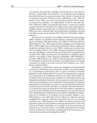 nes presente, las búsquedas realizadas con esta técnica en muy diversos
genomas, interpretadas adicionalmente con evidencias paleobiológicas,
han demostrado que la presencia de genes Hox precede a la aparición de
los animales como tales (Valentine y cols., 1996; Erwin y cols., 1997; Va-
lentine y cols., 1999) y que existe una correlación general entre el núme-
ro de genes Hox estimado y la complejidad de los planes corporales (Ge-
llon y McGinnis, 1998). Con ayuda de esta técnica, se sabe que el racimo
de genes homeóticos homeobox de C. elegans tiene cuatro genes debido a
pérdidas masivas ocasionadas por la condición de parasitismo (Kenyon,
1994), pero que en general todos los protostomados estudiados a la fecha
presentan un solo racimo de genes Hox (Finnerty y Martindale, 1998; fi-
gura 5-2).
En contraste, la situación en los cordados (Holland y García-Fernández,
1996) es diversa: los mamíferos tienen 39 genes, repartidos en los 13 (Mc-
Ginnis y Krumlauf, 1992; Maconochie y cols., 1996) o 14 (Pollard y Holland,
2000; Popovici y cols., 2001) grupos de genes parálogos a los miembros de
BX-C y ANT-C; algunos peces tienen genes adicionales debido a duplicacio-
nes génicas exclusivas (Amores y cols., 1998), mientras que el anfioxo tiene
sólo un complejo (Ferrier y cols., 2000). El panorama general al respecto in-
dica que cada phylum o clase taxonómica en la que se han caracterizado los
complejos Hox exhibe un patrón único de duplicación o pérdida de genes,
relativo a otros phyla y clases (Finnerty y Martindale, 1998; Martindale y
Kourakis, 1999; De Rosa y cols., 1999); si bien cada uno de los complejos de
los vertebrados es diferente de los demás, se ha podido rastrear de manera
consistente su origen a un racimo ancestral único (Bailey y cols., 1997;
Ferrier y Holland, 2001).
Finalmente, es importante recalcar que actualmente la interpretación
correcta de la información que proporcionan la PCR y las técnicas genéti-
cas y embriológicas tradicionales sobre los genes homeóticos homeobox
depende de modo indispensable del uso de las herramientas de la sistemá-
tica, especialmente de la cladística (Carroll y cols., 2001; Arthur, 2002). Es-
ta relación entre áreas diversas que confluyen en la biología evolutiva está
plenamente justificada: finalmente, son estos genes los principales respon-
sables de la determinación de la identidad de las estructuras morfológicas
características de cada grupo, las cuales a su vez han sido tradicionalmente
la fuente de caracteres de la sistemática en el pasado. De modo sobresalien-
te, los datos de secuencia de genes Hox no sólo han podido ser mapeados en
reconstrucciones obtenidas con loci independientes, sino que ellos mismos
han contribuido para la modificación de las hipótesis filogenéticas tradicio-
nales de los animales en su conjunto (ver, por ejemplo, Adoutte y cols.,
1999; De Rosa y cols., 1999; figura 5-2). La adición de evidencias sobre las
modalidades de evolución molecular de los genes Hox (ver, por ejemplo,
Schubert y cols., 1993; Gauchat y cols., 2000) a los análisis anteriores está
apoyando la unificación de la genética molecular del desarrollo con las otras
áreas de la biología relacionadas con el estudio de la macroevolución: tal
unificación es, en nuestra opinión, la inevitable culminación de las obser-
vaciones de Bateson y una vía para la superación de las limitaciones de la
teoría evolutiva tradicional (Vergara-Silva, 2002).
120 PARTE I MOLÉCULAS INFORMACIONALES
 