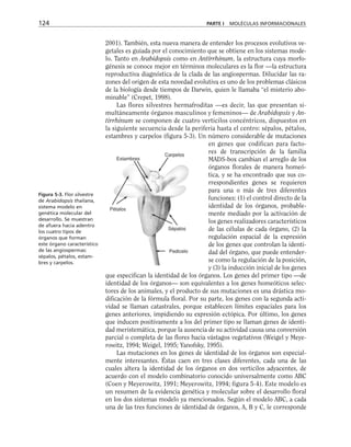 2001). También, esta nueva manera de entender los procesos evolutivos ve-
getales es guiada por el conocimiento que se obtiene en los sistemas mode-
lo. Tanto en Arabidopsis como en Antirrhinum, la estructura cuya morfo-
génesis se conoce mejor en términos moleculares es la flor —la estructura
reproductiva diagnóstica de la clada de las angiospermas. Dilucidar las ra-
zones del origen de esta novedad evolutiva es uno de los problemas clásicos
de la biología desde tiempos de Darwin, quien le llamaba “el misterio abo-
minable” (Crepet, 1998).
Las flores silvestres hermafroditas —es decir, las que presentan si-
multáneamente órganos masculinos y femeninos— de Arabidopsis y An-
tirrhinum se componen de cuatro verticilos concéntricos, dispuestos en
la siguiente secuencia desde la periferia hasta el centro: sépalos, pétalos,
estambres y carpelos (figura 5-3). Un número considerable de mutaciones
en genes que codifican para facto-
res de transcripción de la familia
MADS-box cambian el arreglo de los
órganos florales de manera homeó-
tica, y se ha encontrado que sus co-
rrespondientes genes se requieren
para una o más de tres diferentes
funciones: (1) el control directo de la
identidad de los órganos, probable-
mente mediado por la activación de
los genes realizadores característicos
de las células de cada órgano, (2) la
regulación espacial de la expresión
de los genes que controlan la identi-
dad del órgano, que puede entender-
se como la regulación de la posición,
y (3) la inducción inicial de los genes
que especifican la identidad de los órganos. Los genes del primer tipo —de
identidad de los órganos— son equivalentes a los genes homeóticos selec-
tores de los animales, y el producto de sus mutaciones es una drástica mo-
dificación de la fórmula floral. Por su parte, los genes con la segunda acti-
vidad se llaman catastrales, porque establecen límites espaciales para los
genes anteriores, impidiendo su expresión ectópica. Por último, los genes
que inducen positivamente a los del primer tipo se llaman genes de identi-
dad meristemática, porque la ausencia de su actividad causa una conversión
parcial o completa de las flores hacia vástagos vegetativos (Weigel y Meye-
rowitz, 1994; Weigel, 1995; Yanofsky, 1995).
Las mutaciones en los genes de identidad de los órganos son especial-
mente interesantes. Éstas caen en tres clases diferentes, cada una de las
cuales altera la identidad de los órganos en dos verticilos adyacentes, de
acuerdo con el modelo combinatorio conocido universalmente como ABC
(Coen y Meyerowitz, 1991; Meyerowitz, 1994; figura 5-4). Este modelo es
un resumen de la evidencia genética y molecular sobre el desarrollo floral
en los dos sistemas modelo ya mencionados. Según el modelo ABC, a cada
una de las tres funciones de identidad de órganos, A, B y C, le corresponde
124 PARTE I MOLÉCULAS INFORMACIONALES
Estambres
Carpelos
Sépalos
Pedicelo
Pétalos
Figura 5-3. Flor silvestre
de Arabidopsis thaliana,
sistema modelo en
genética molecular del
desarrollo. Se muestran
de afuera hacia adentro
los cuatro tipos de
órganos que forman
este órgano característico
de las angiospermas:
sépalos, pétalos, estam-
bres y carpelos.
 