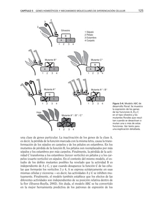 una clase de genes particular. La inactivación de los genes de la clase A,
es decir, la pérdida de la función marcada con la misma letra, causa la trans-
formación de los sépalos en carpelos y de los pétalos en estambres. En los
mutantes de pérdida de la función B, los pétalos son reemplazados por más
sépalos y los estambres por más carpelos. Finalmente, la pérdida de la acti-
vidad C transforma a los estambres (tercer verticilo) en pétalos y a los car-
pelos (cuarto verticilo) en sépalos. En el contexto del mismo modelo, el es-
tudio de los dobles mutantes posibles ha revelado que la actividad B es
independiente de A y C, y que cuando desaparece la función C de las célu-
las que formarán los verticilos 3 y 4, A se expresa ectópicamente en esas
mismas células y viceversa —es decir, las actividades A y C se inhiben mu-
tuamente. Finalmente, el modelo también establece que los efectos de las
diferentes actividades son independientes de su posición relativa dentro de
la flor (Álvarez-Buylla, 2002). Sin duda, el modelo ABC se ha convertido
en la mejor herramienta predictiva de los patrones de expresión de los
CAPÍTULO 5 GENES HOMEÓTICOS Y MECANISMOS MOLECULARES DE DIFERENCIACIÓN CELULAR 125
4
Silvestre
1
2
3
1 2 3 4
A C
B
1 Sépalo
2 Pétalo
3 Estambre
4 Carpelo
A C
1 2 3 4
A
B
1 2 3 4
Mutante B–
B
C
1 2 3 4
Mutante A–
C
1 2 3 4
1 2 3 4
Mutante A– / B–
Mutante C–
Hoja
Mutante A– / B– / C–
Figura 5-4. Modelo ABC de
desarrollo floral. Se muestra
la expresión de los genes
de las funciones A, B y C
en el tipo silvestre y los
mutantes florales que resul-
tan cuando se desactivan o
mutan una o más de estas
funciones. Ver texto para
una explicación detallada.
 