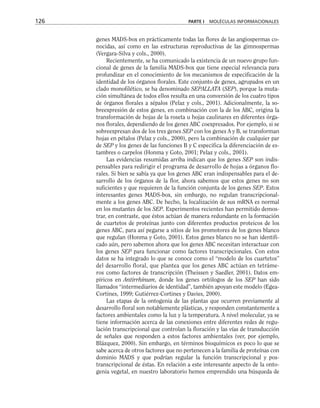genes MADS-box en prácticamente todas las flores de las angiospermas co-
nocidas, así como en las estructuras reproductivas de las gimnospermas
(Vergara-Silva y cols., 2000).
Recientemente, se ha comunicado la existencia de un nuevo grupo fun-
cional de genes de la familia MADS-box que tiene especial relevancia para
profundizar en el conocimiento de los mecanismos de especificación de la
identidad de los órganos florales. Este conjunto de genes, agrupados en un
clado monofilético, se ha denominado SEPALLATA (SEP), porque la muta-
ción simultánea de todos ellos resulta en una conversión de los cuatro tipos
de órganos florales a sépalos (Pelaz y cols., 2001). Adicionalmente, la so-
breexpresión de estos genes, en combinación con la de los ABC, origina la
transformación de hojas de la roseta u hojas caulinares en diferentes órga-
nos florales, dependiendo de los genes ABC coexpresados. Por ejemplo, si se
sobreexpresan dos de los tres genes SEP con los genes A y B, se transforman
hojas en pétalos (Pelaz y cols., 2000), pero la combinación de cualquier par
de SEP y los genes de las funciones B y C especifica la diferenciación de es-
tambres o carpelos (Honma y Goto, 2001; Pelaz y cols., 2001).
Las evidencias resumidas arriba indican que los genes SEP son indis-
pensables para redirigir el programa de desarrollo de hojas a órganos flo-
rales. Si bien se sabía ya que los genes ABC eran indispensables para el de-
sarrollo de los órganos de la flor, ahora sabemos que estos genes no son
suficientes y que requieren de la función conjunta de los genes SEP. Estos
interesantes genes MADS-box, sin embargo, no regulan transcripcional-
mente a los genes ABC. De hecho, la localización de sus mRNA es normal
en los mutantes de los SEP. Experimentos recientes han permitido demos-
trar, en contraste, que éstos actúan de manera redundante en la formación
de cuartetos de proteínas junto con diferentes productos proteicos de los
genes ABC, para así pegarse a sitios de los promotores de los genes blanco
que regulan (Honma y Goto, 2001). Estos genes blanco no se han identifi-
cado aún, pero sabemos ahora que los genes ABC necesitan interactuar con
los genes SEP para funcionar como factores transcripcionales. Con estos
datos se ha integrado lo que se conoce como el “modelo de los cuartetos”
del desarrollo floral, que plantea que los genes ABC actúan en tetráme-
ros como factores de transcripción (Theissen y Saedler, 2001). Datos em-
píricos en Antirrhinum, donde los genes ortólogos de los SEP han sido
llamados “intermediarios de identidad”, también apoyan este modelo (Egea-
Cortines, 1999; Gutiérrez-Cortines y Davies, 2000).
Las etapas de la ontogenia de las plantas que ocurren previamente al
desarrollo floral son notablemente plásticas, y responden constantemente a
factores ambientales como la luz y la temperatura. A nivel molecular, ya se
tiene información acerca de las conexiones entre diferentes redes de regu-
lación transcripcional que controlan la floración y las vías de transducción
de señales que responden a estos factores ambientales (ver, por ejemplo,
Blázquez, 2000). Sin embargo, en términos bioquímicos es poco lo que se
sabe acerca de otros factores que no pertenecen a la familia de proteínas con
dominio MADS y que podrían regular la función transcripcional y pos-
transcripcional de éstas. En relación a este interesante aspecto de la onto-
genia vegetal, en nuestro laboratorio hemos emprendido una búsqueda de
126 PARTE I MOLÉCULAS INFORMACIONALES
 