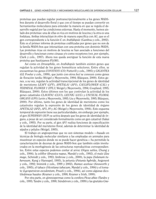 proteínas que puedan regular postranscripcionalmente a los genes MADS-
box durante el desarrollo floral y que con el tiempo se puedan convertir en
herramientas moleculares para entender la manera en que se regula el de-
sarrollo vegetal por las condiciones externas. Hasta el momento, hemos ais-
lado dos proteínas: una de ellas es rica en motivos de leucina y la otra es una
fosfatasa. Ambas interactúan in vitro de manera específica con AG, que es el
gen correspondiente a la función C en Arabidopsis (Gamboa y cols., 2002).
Éste es el primer informe de proteínas codificadas por genes que no son de
la famila MADS-box que interactúan con una proteína con dominio MADS.
Las proteínas ricas en motivos de leucina se han asociado a funciones del
desarrollo y funcionan como cinasas y/o como receptores (ver, por ejemplo,
Clark y cols., 1997). Ahora nos queda averiguar la función de esta nueva
proteína que bautizamos FLOR1.
Así como en Drosophila, en Arabidopsis también existen genes que
regulan la actividad de los genes homeóticos selectores. Entre ellos, se
encuentran los genes CONSTANS (CO; Putterill y cols., 1995) y GIGANTEA
(GI; Fowler y cols., 1999), que junto con otros loci se conocen como genes
de floración tardía (Weigel y Meyerowitz, 1994; Blázquez, 2000). Estos ge-
nes, a su vez, regulan la actividad transcripcional de los genes de identidad
de meristemo LEAFY (LFY), APETALA1 (AP1), CAULIFLOWER (CAL) y
TERMINAL FLOWER 1 (TFL1; Weigel y Meyerowitz, 1994; Coupland, 1995;
Blázquez, 2000). Estos últimos son los que controlan la actividad de los
genes catastrales CLAVATA1 (CLV1), LEUNIG (LUG) y UNUSUAL FLORAL
ORGANS (UFO; Levin y Meyerowitz, 1995; Liu y Meyerowitz, 1995; Blázquez,
2000). Por último, tanto los genes de identidad de meristemo como los
catastrales regulan la expresión de los genes de identidad de órgano
APETALA2 (AP2), AP3, PI y AG (Weigel y Meyerowitz, 1994). Este esquema
temporal de expresión tiene sus particularidades, sin embargo; por ejemplo,
el gen SUPERMAN (SUP) se activa después que los genes de identidad de ór-
gano, a pesar de ser considerado formalmente como un gen catastral (Sakai
y cols., 1995). Por su parte, el gen AP1 realiza funciones de especificación
de la identidad del meristemo floral, además de determinar la identidad de
sépalos y pétalos (Weigel, 1995).
El trabajo en angiospermas que no son sistemas modelo —basado en
técnicas de biología molecular similares a las empleadas en animales para
muestrear en especies donde no se puede hacer genética— ha permitido la
caracterización de decenas de genes MADS-box que también están involu-
crados en la morfogénesis de las estructuras reproductivas correspondien-
tes. Entre estas especies podemos contar al arroz (Oryza sativa, Chung y
cols., 1994), la coliflor (Brassica napus, Mandel y cols., 1992), el maíz (Zea
mays, Schmidt y cols., 1993; Ambrose y cols., 2000), la papa (Solanum tu-
berosum, Kang y Hannapel, 1995), la petunia (Petunia hybrida, Angenent
y cols., 1992; Immink y cols., 1999 y 2002), Rumex acetosa (Ainsworth y
cols., 1995), el tabaco (Nicotiana tabacum, Mandel y cols., 1994) y el toma-
te (Lycopersicon esculentum, Pnueli y cols., 1994), así como algunas dico-
tiledóneas basales (Kramer y cols., 1998; Kramer e Irish, 1999).
Por otra parte, en gimnospermas como la conífera Picea abies (Tandre y
cols., 1995; Tandre y cols., 1998; Sündstrom y cols., 1999) y las gnetales Gne-
CAPÍTULO 5 GENES HOMEÓTICOS Y MECANISMOS MOLECULARES DE DIFERENCIACIÓN CELULAR 127
 