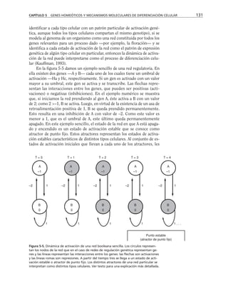 identificar a cada tipo celular con un patrón particular de activación gené-
tica, aunque todos los tipos celulares compartan el mismo genotipo), si se
modela al genoma de un organismo como una red constituida por todos los
genes relevantes para un proceso dado —por ejemplo, la floración— y se
identifica a cada estado de activación de la red como el patrón de expresión
genética de algún tipo celular en particular, entonces la dinámica de activa-
ción de la red puede interpretarse como el proceso de diferenciación celu-
lar (Kauffman, 1993).
En la figura 5-5 damos un ejemplo sencillo de una red regulatoria. En
ella existen dos genes —A y B— cada uno de los cuales tiene un umbral de
activación —Ha y Hc, respectivamente. Si un gen es activado con un valor
mayor a su umbral, este gen se activa y se transcribe. Las flechas repre-
sentan las interacciones entre los genes, que pueden ser positivas (acti-
vaciones) o negativas (inhibiciones). En el ejemplo numérico se muestra
que, si iniciamos la red prendiendo al gen A, éste activa a B con un valor
de 2; como 2 –1, B se activa. Luego, en virtud de la existencia de un asa de
retroalimentación positiva de 1, B se queda prendido permanentemente.
Esto resulta en una inhibición de A con valor de –2. Como este valor es
menor a 1, que es el umbral de A, este último queda permanentemente
apagado. En este ejemplo sencillo, el estado de la red en que A está apaga-
do y encendido es un estado de activación estable que se conoce como
atractor de punto fijo. Estos atractores representan los estados de activa-
ción estables característicos de distintos tipos celulares. Al conjunto de es-
tados de activación iniciales que llevan a cada uno de los atractores, les
CAPÍTULO 5 GENES HOMEÓTICOS Y MECANISMOS MOLECULARES DE DIFERENCIACIÓN CELULAR 131
A
–1
A
–1
A
–1
B
0
B
0
T = 0 T = 1 T = 2 T = 3 T = 4
–2 1 –2 1 –2 1 –2 1 –2 1
1 1 1 1 1 . . .
Punto estable
(atractor de punto fijo)
A
–1
A
–1
B
0
B
0
B
0
Figura 5-5. Dinámica de activación de una red booleana sencilla. Los círculos represen-
tan los nodos de la red que en el caso de redes de regulación genética representan ge-
nes y las líneas representan las interacciones entre los genes: las flechas son activaciones
y las líneas romas son represiones. A partir del tiempo tres se llega a un estado de acti-
vación estable o atractor de punto fijo. Los distintos atractores de una red particular se
interpretan como distintos tipos celulares. Ver texto para una explicación más detallada.
 