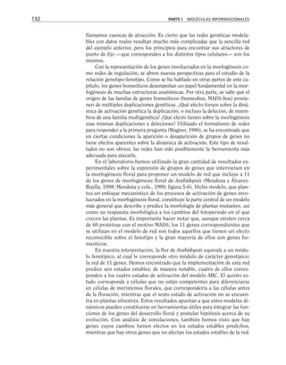 llamamos cuencas de atracción. Es cierto que las redes genéticas modela-
bles con datos reales resultan mucho más complicadas que la sencilla red
del ejemplo anterior, pero los principios para encontrar sus atractores de
punto de fijo —que corresponden a los distintos tipos celulares— son los
mismos.
Con la representación de los genes involucrados en la morfogénesis co-
mo redes de regulación, se abren nuevas perspectivas para el estudio de la
relación genotipo-fenotipo. Como se ha hablado en otras partes de este ca-
pítulo, los genes homeóticos desempeñan un papel fundamental en la mor-
fogénesis de muchas estructuras anatómicas. Por otra parte, se sabe que el
origen de las familas de genes homeóticos (homeobox, MADS-box) provie-
nen de múltiples duplicaciones genéticas. ¿Qué efecto tienen sobre la diná-
mica de activación genética la duplicación, o incluso la deleción, de miem-
bros de una familia multigenética? ¿Qué efecto tienen sobre la morfogénesis
esas mismas duplicaciones y deleciones? Utilizado el formalismo de redes
para responder a la primera pregunta (Wagner, 1996), se ha encontrado que
en ciertas condiciones la aparición o desaparición de grupos de genes no
tiene efectos aparentes sobre la dinámica de activación. Este tipo de resul-
tados no son obvios; las redes han sido posiblemente la herramienta más
adecuada para atacarla.
En el laboratorio hemos utilizado la gran cantidad de resultados ex-
perimentales sobre la expresión de grupos de genes que intervienen en
la morfogénesis floral para proponer un modelo de red que incluye a 11
de los genes de morfogénesis floral de Arabidopsis (Mendoza y Álvarez-
Buylla, 1998; Mendoza y cols., 1999; figura 5-6). Dicho modelo, que plan-
tea un enfoque mecanístico de los procesos de activación de genes invo-
lucrados en la morfogénesis floral, constituye la parte central de un modelo
más general que describe y predice la morfología de plantas mutantes, así
como su respuesta morfológica a los cambios del fotoperiodo en el que
crecen las plantas. Es importante hacer notar que, aunque existen cerca
de 60 proteínas con el motivo MADS, los 11 genes correspondientes que
se utilizan en el modelo de red son todos aquellos que tienen un efecto
reconocible sobre el fenotipo y la gran mayoría de ellos son genes ho-
meóticos.
En nuestra interpretación, la flor de Arabidopsis equivale a un módu-
lo fenotípico, al cual le corresponde otro módulo de carácter genotípico:
la red de 11 genes. Hemos encontrado que la implementación de esta red
predice seis estados estables; de manera notable, cuatro de ellos corres-
ponden a los cuatro estados de activación del modelo ABC. El quinto es-
tado corresponde a células que no están competentes para diferenciarse
en células de meristemos florales, que correspondería a las células antes
de la floración, mientras que el sexto estado de activación no se encuen-
tra en plantas silvestres. Estos resultados apuntan a que estos modelos di-
námicos pueden constituirse en herramientas útiles para integrar las fun-
ciones de los genes del desarrollo floral y postular hipótesis acerca de su
evolución. Con análisis de simulaciones, también hemos visto que hay
genes cuyos cambios tienen efectos en los estados estables predichos,
mientras que hay otros genes que no afectan los estados estables de la red.
132 PARTE I MOLÉCULAS INFORMACIONALES
 
