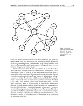 Como una predicción derivada de lo anterior, esperamos que genes del
primer grupo estén más restringidos funcionalmente que los segundos y,
por lo tanto, suponemos que existirá mayor variación nucleotídica entre
genes ortólogos aislados de diferentes especies del segundo grupo en com-
paración con genes del primer grupo.
Una de las consecuencias de más largo alcance de los resultados de la
aplicación de los modelos dinámicos al estudio de la morfogénesis y la di-
ferenciación celular es el hecho de que cualquier gen particular no es el
responsable solitario del desarrollo de una estructura o complejo. En con-
traste, los modelos sugieren que lo que ocurre en la naturaleza es la ge-
neración de estados de activación estables como resultado del comporta-
miento dinámico de redes de interacciones genéticas complejas (Goodwin
y cols., 1993). Pero, entonces, ¿hasta dónde importan los genes y su natu-
raleza molecular? ¿Cuál es la importancia de los enfoques holísticos en
biología? Sin duda, en los próximos años presenciaremos grandes avances
experimentales, teóricos y computacionales que nos acerquen a compren-
der mejor los complejos sistemas biológicos y sus alteraciones. Más allá de
la comprensión básica, este avance repercutirá en aplicaciones que pro-
vean con una mayor capacidad para prevenir y curar enfermedades y —es-
peramos— también en la prevención de la destrucción de las especies en
los ambientes naturales.
CAPÍTULO 5 GENES HOMEÓTICOS Y MECANISMOS MOLECULARES DE DIFERENCIACIÓN CELULAR 133
UFO
PI
AP3
SUP
CAL
LFY
LUG
AG
AP1
EMF1
TFL1
p
o h
q
l
i
b
a j s
r
m
e
d
g
c
f
k
n
Figura 5-6. Red de
regulación genética del
desarrollo floral. Ver
figura 5-5 y texto para
una explicación más
detallada.
 